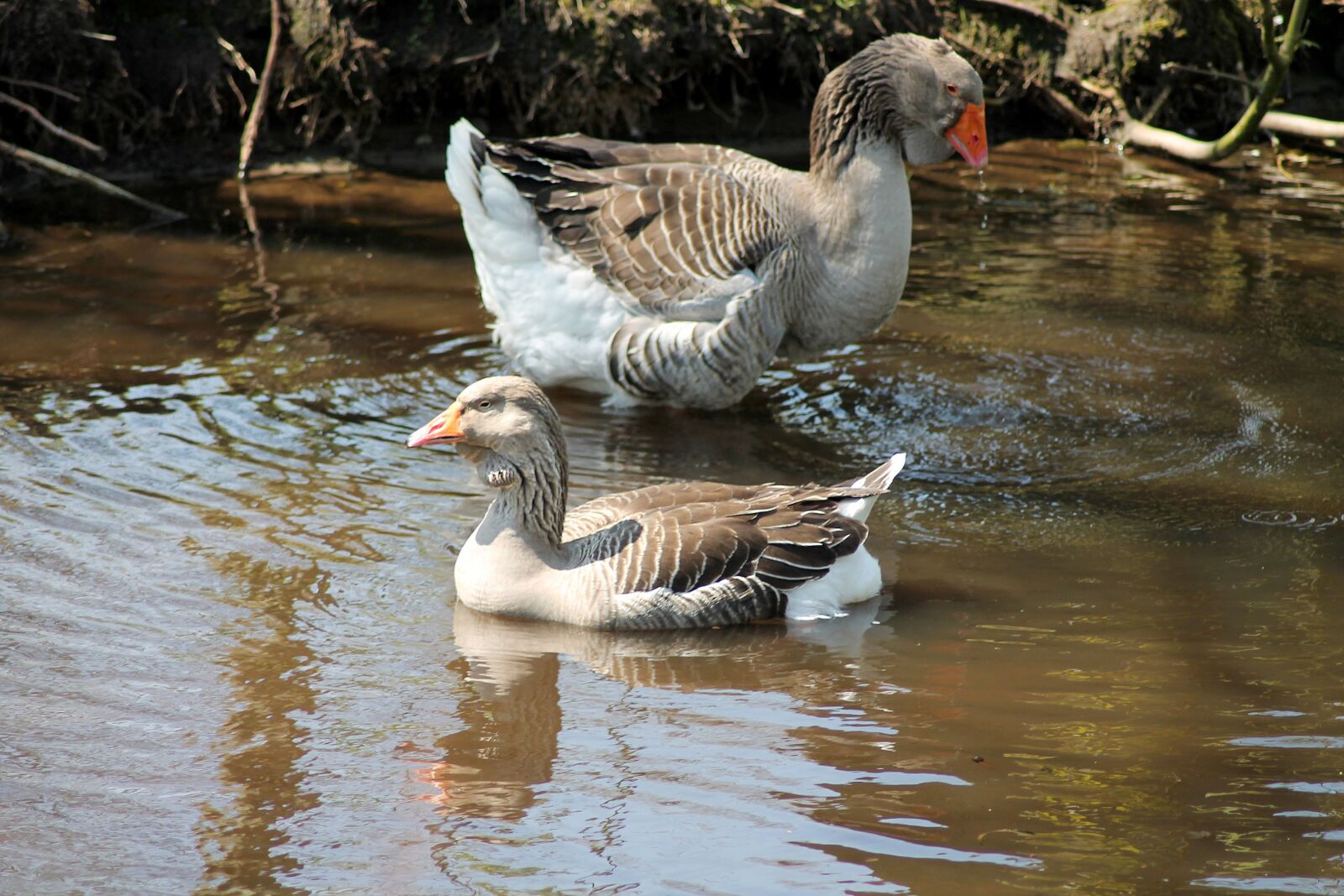 Canon EOS 1100D (EOS Rebel T3 / EOS Kiss X50) sample photo. Geese, expensive, swimming birds photography