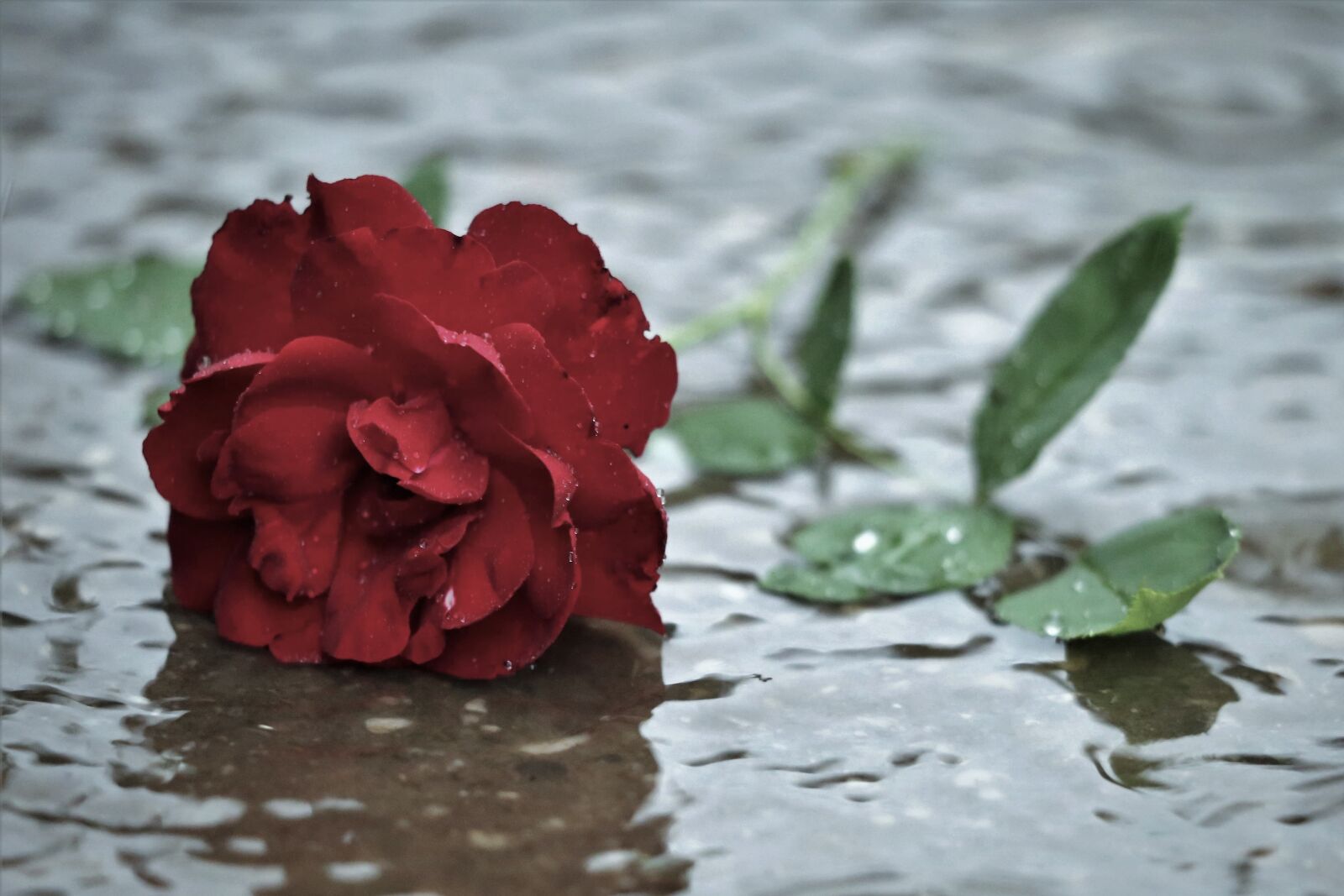 Canon EF 70-300 F4-5.6 IS II USM sample photo. Red rose in rain photography