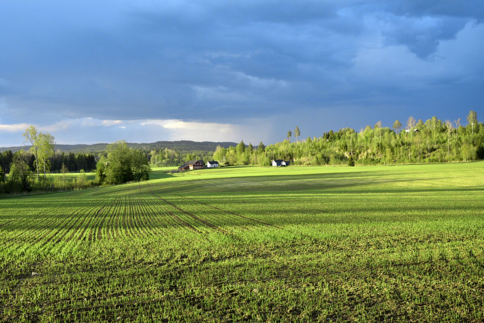 Nikon D5200 sample photo. Field, storm, clouds photography