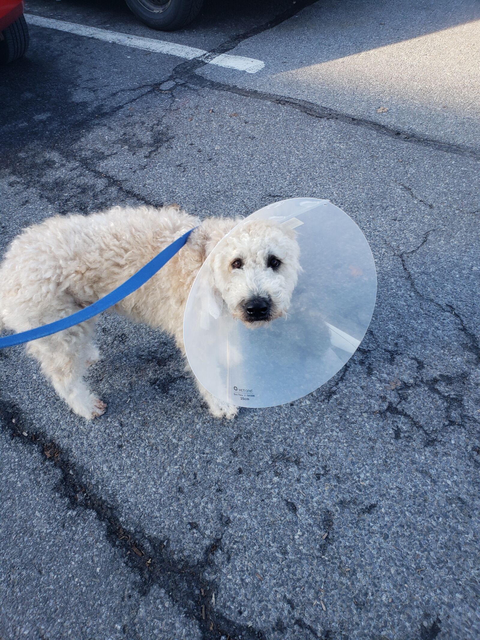 Samsung Galaxy S9+ sample photo. Dog, cone, vet photography