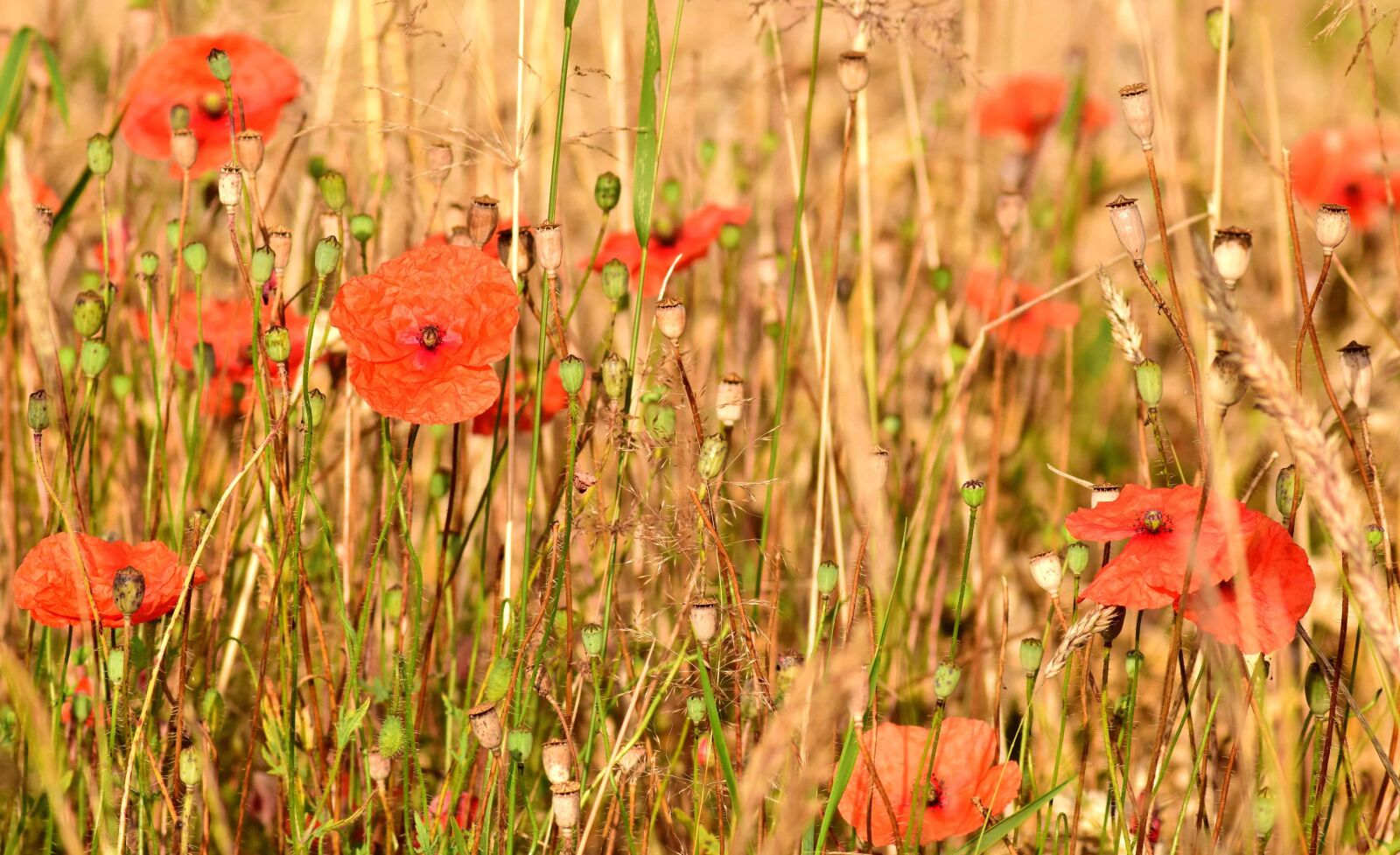 Nikon D3300 sample photo. Flora, summer, meadow, field photography