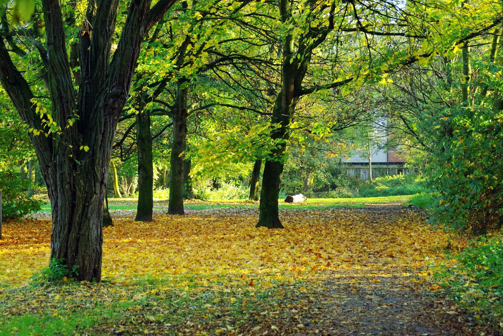 Pentax K200D sample photo. Lille, fall, park photography