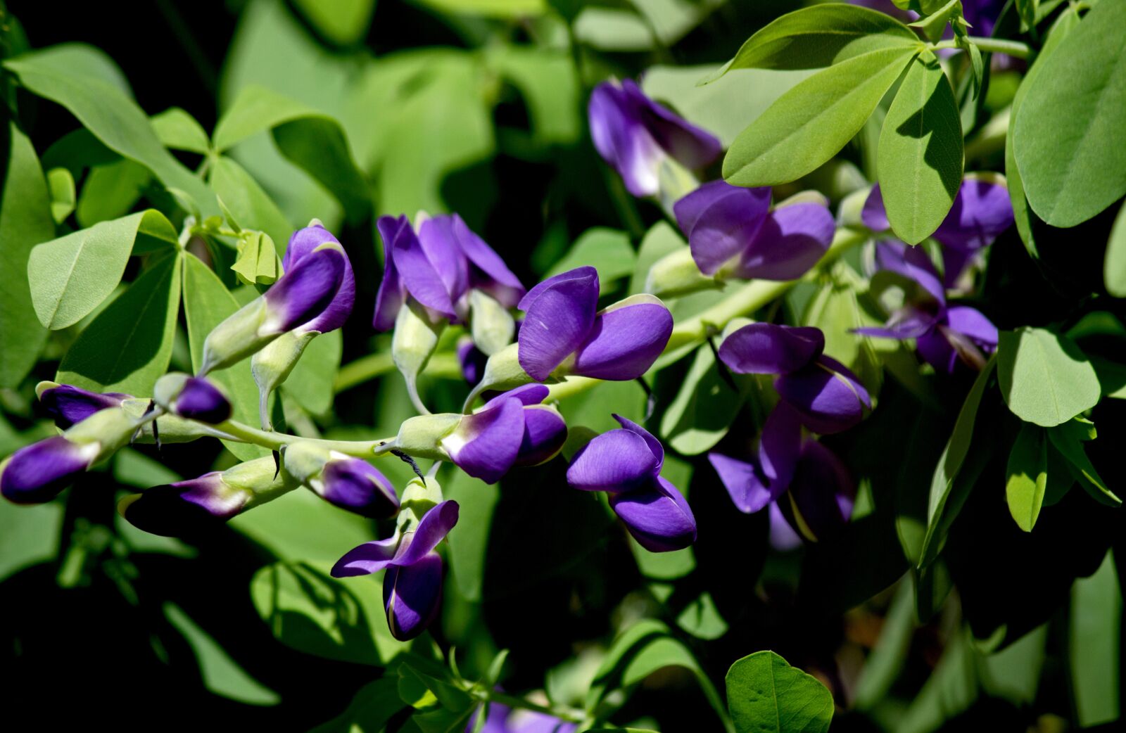 Canon EOS 100D (EOS Rebel SL1 / EOS Kiss X7) sample photo. Flower, purple, garden photography