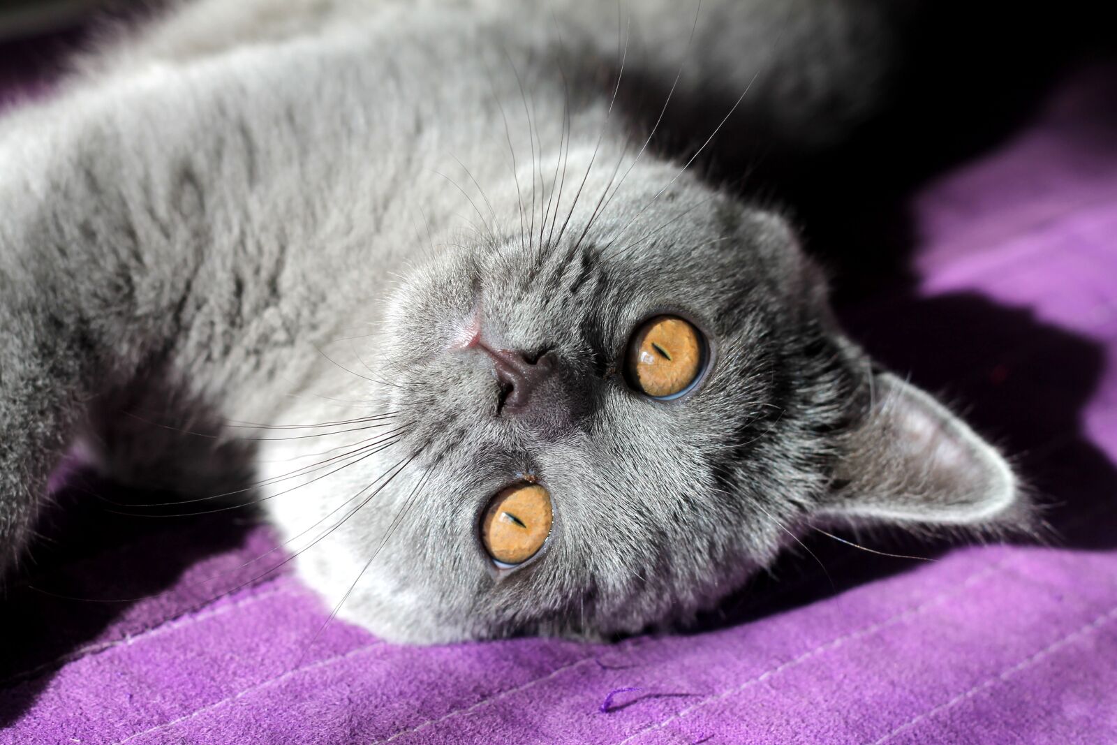 Canon EOS 1100D (EOS Rebel T3 / EOS Kiss X50) sample photo. Cat, kitten, pets photography