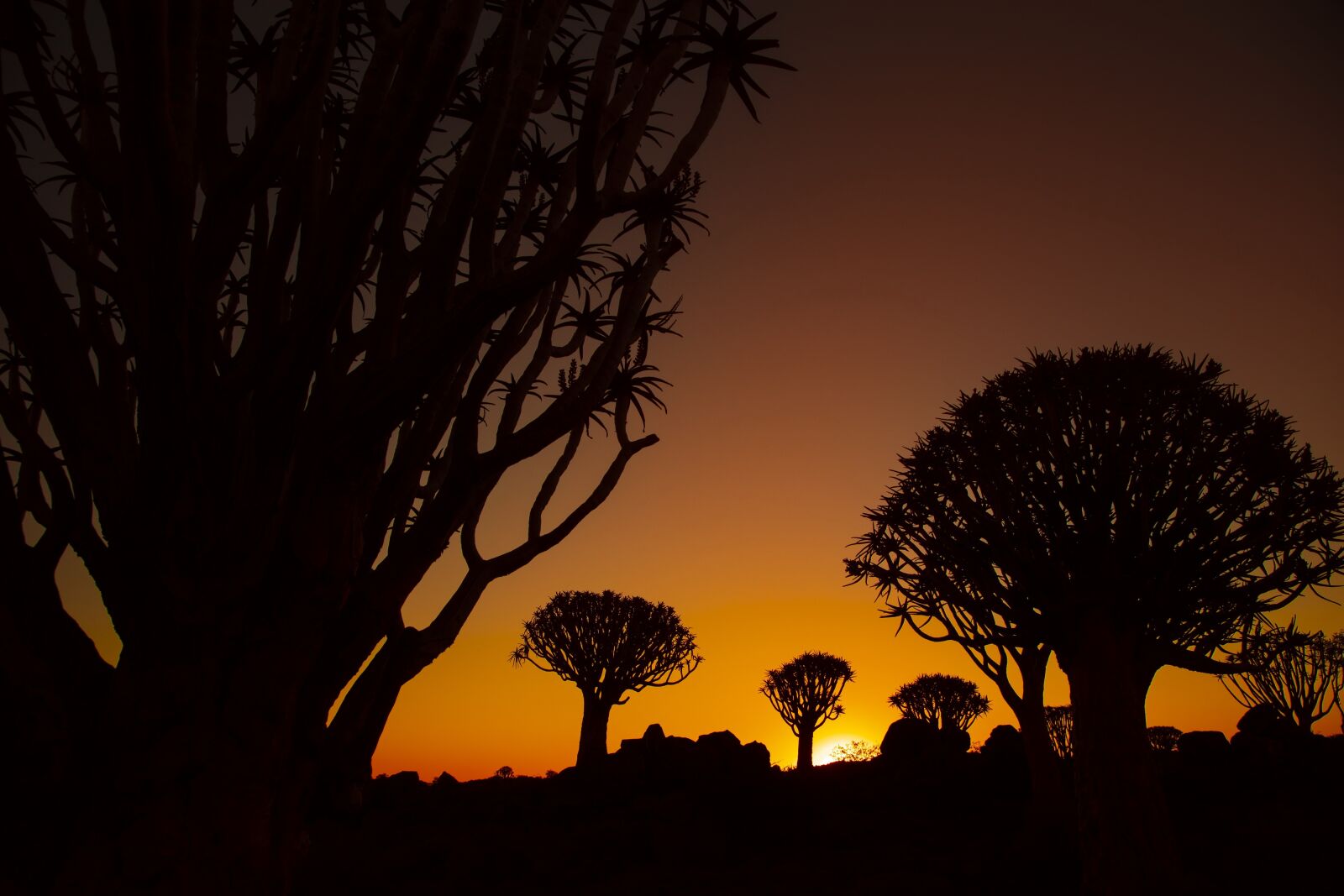 Canon EOS-1D X Mark II + Canon EF 24-105mm F4L IS USM sample photo. Africa, quiver tree, sunset photography