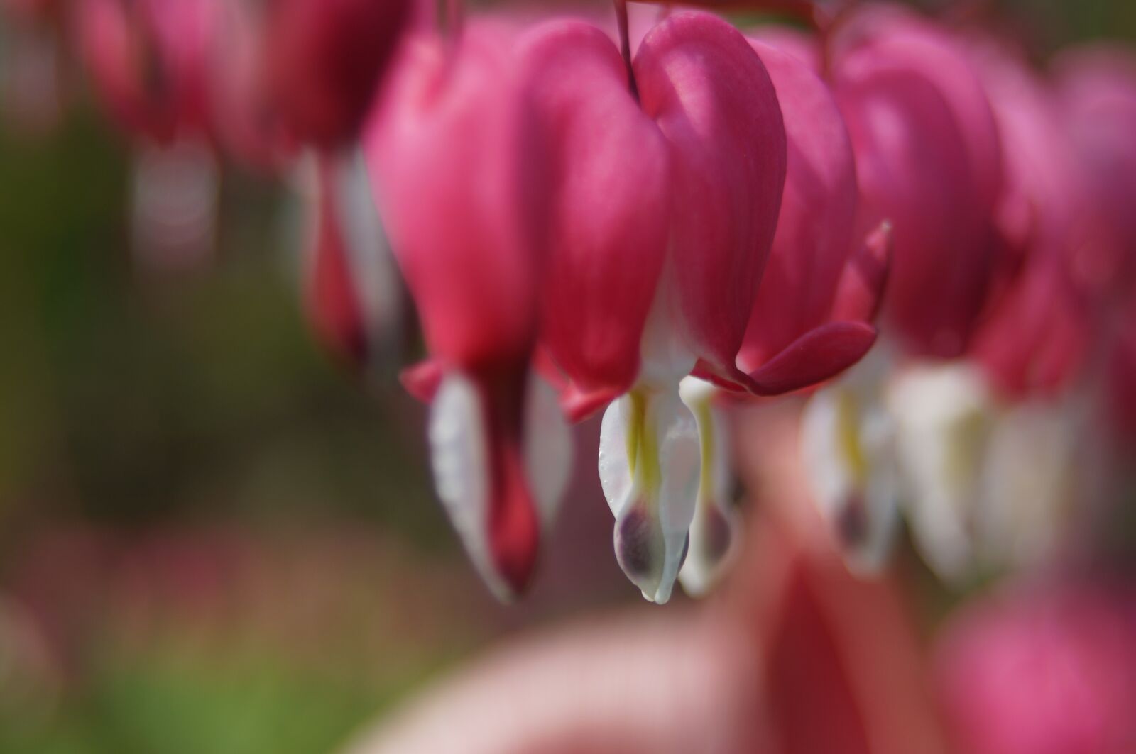 Sony SLT-A57 sample photo. Flower, pink, bloom photography
