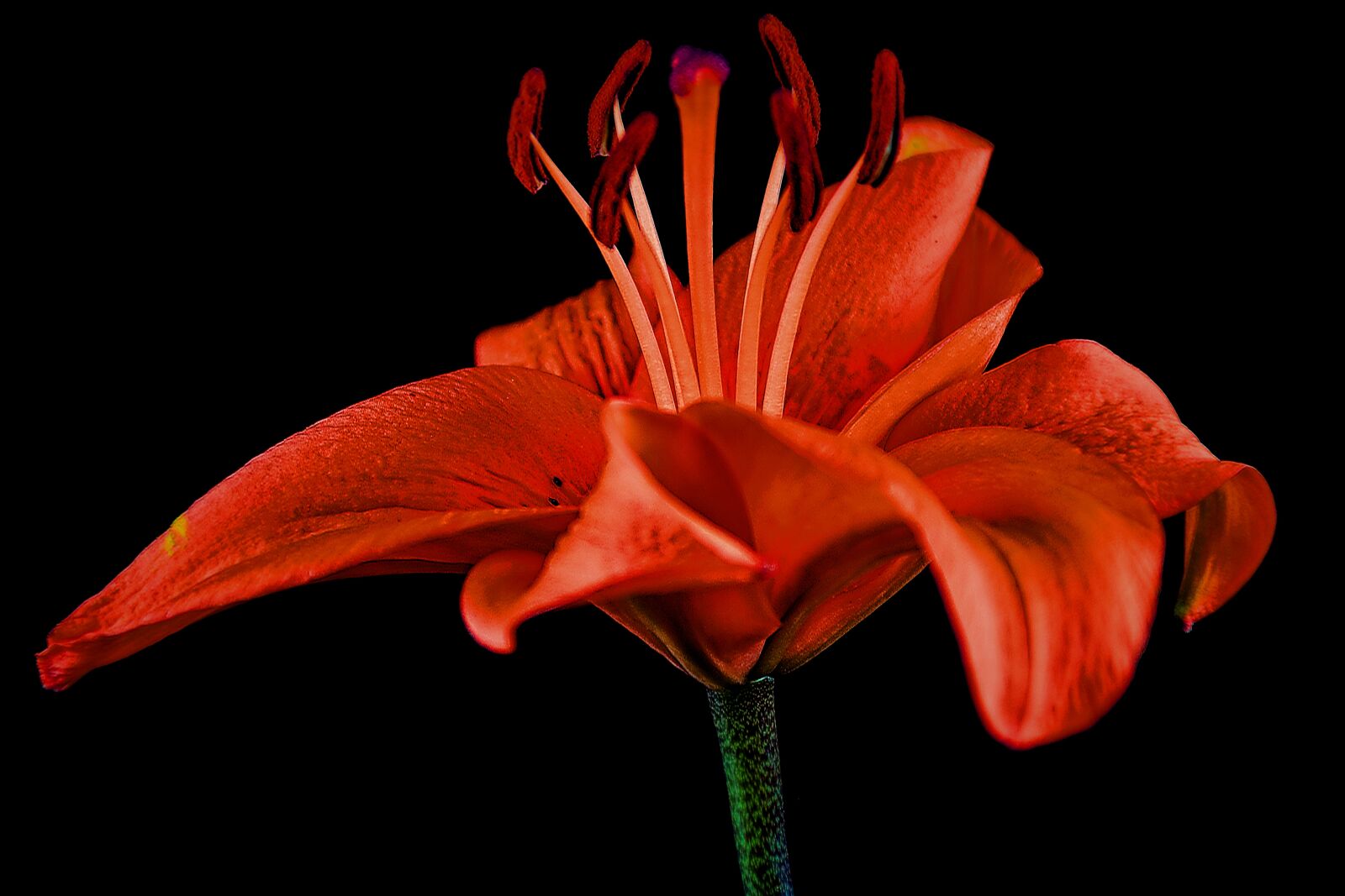 Nikon D5500 sample photo. Lily, flower, nature photography