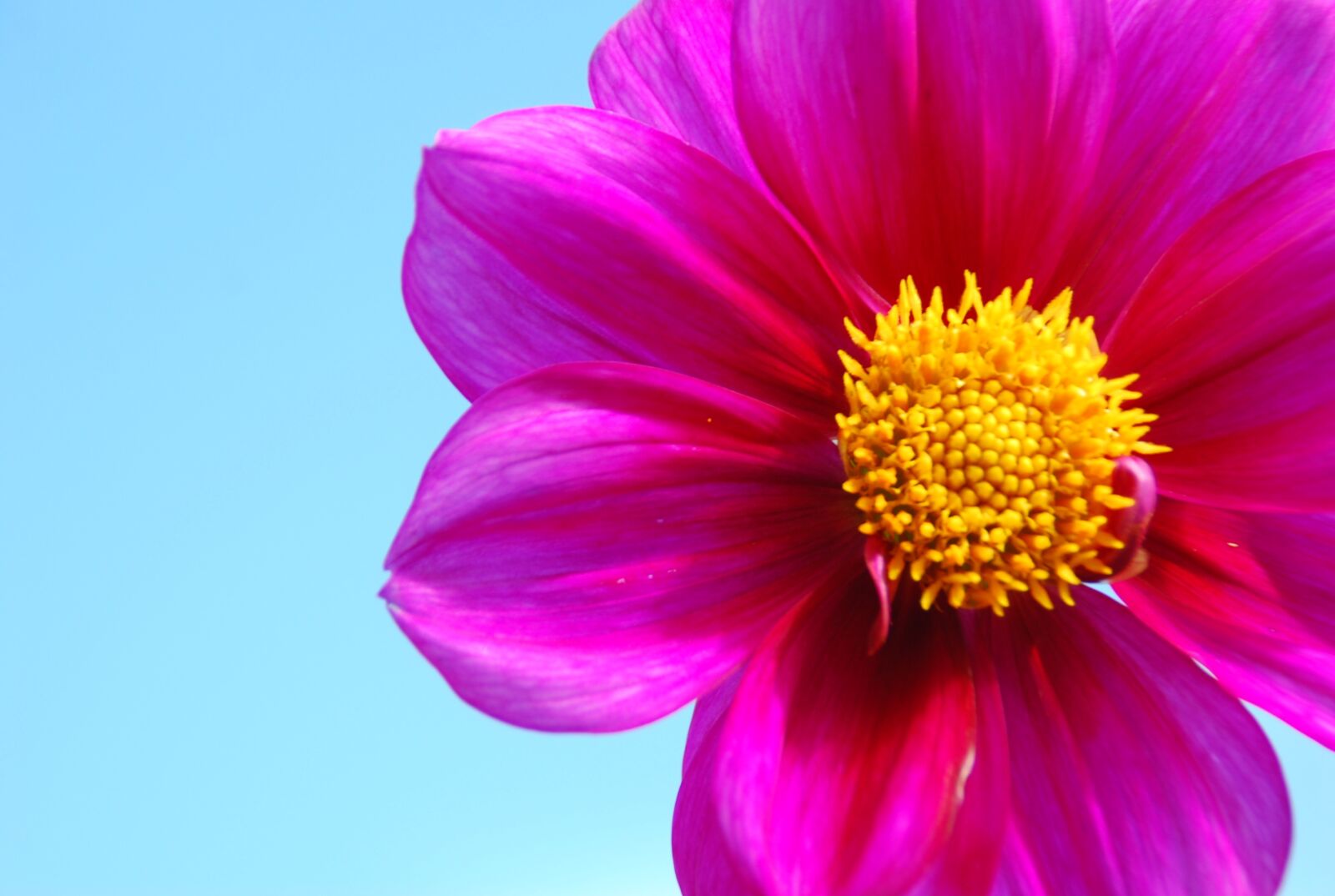Nikon D40X sample photo. Nature, flower, color photography