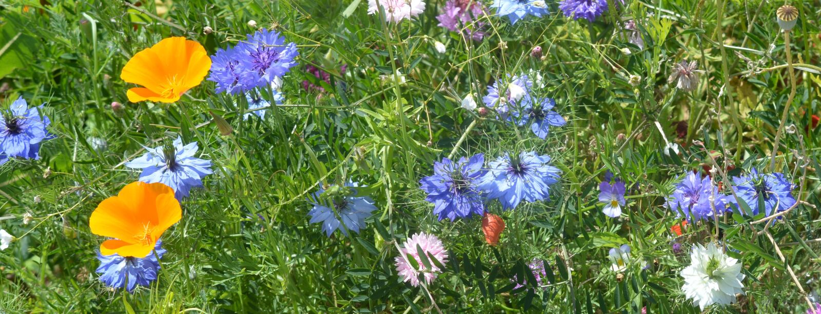 Nikon D5200 sample photo. Flowers, flower, colors photography