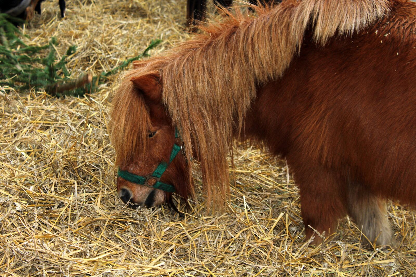Canon EOS 1200D (EOS Rebel T5 / EOS Kiss X70 / EOS Hi) sample photo. Pony, animals, hay photography
