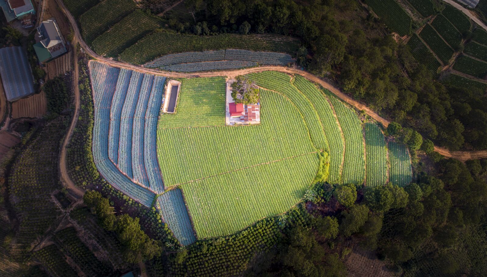 DJI FC6310 sample photo. Agriculture, vegetation, vegetables photography
