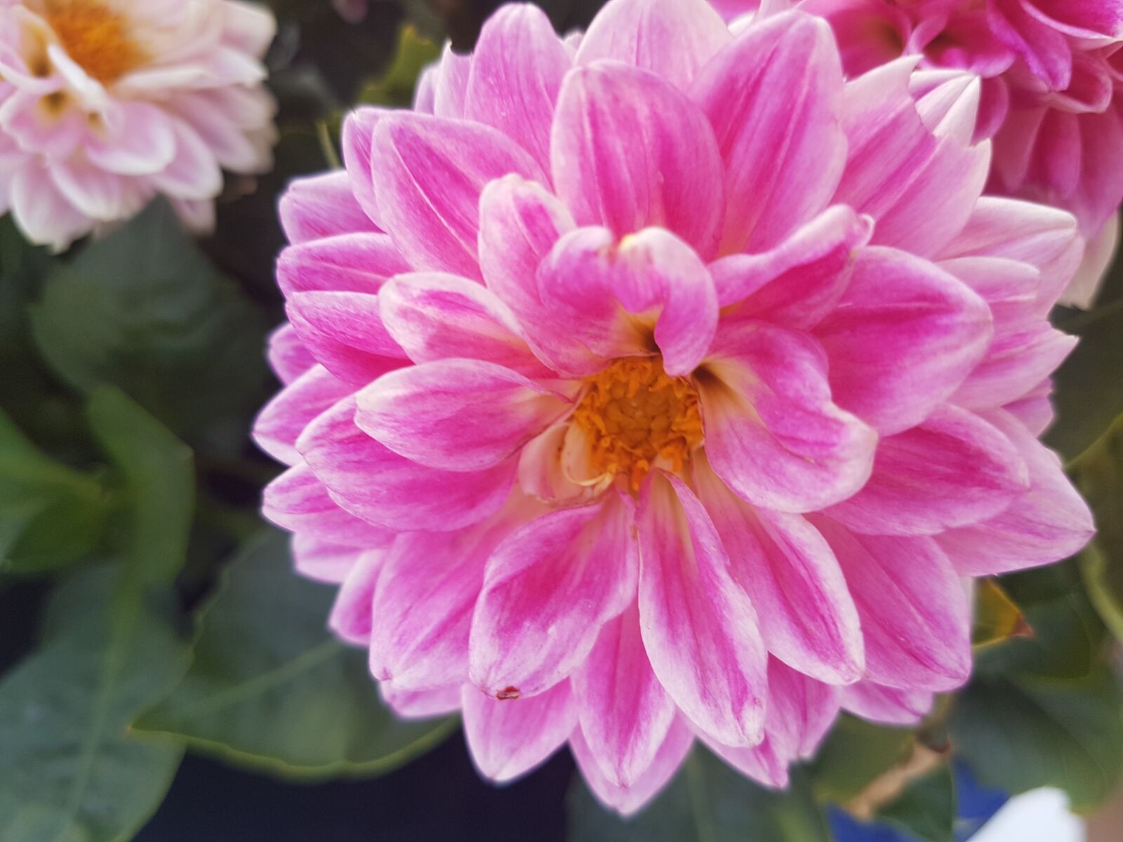 Samsung Galaxy S7 sample photo. Flower, sun, pink photography