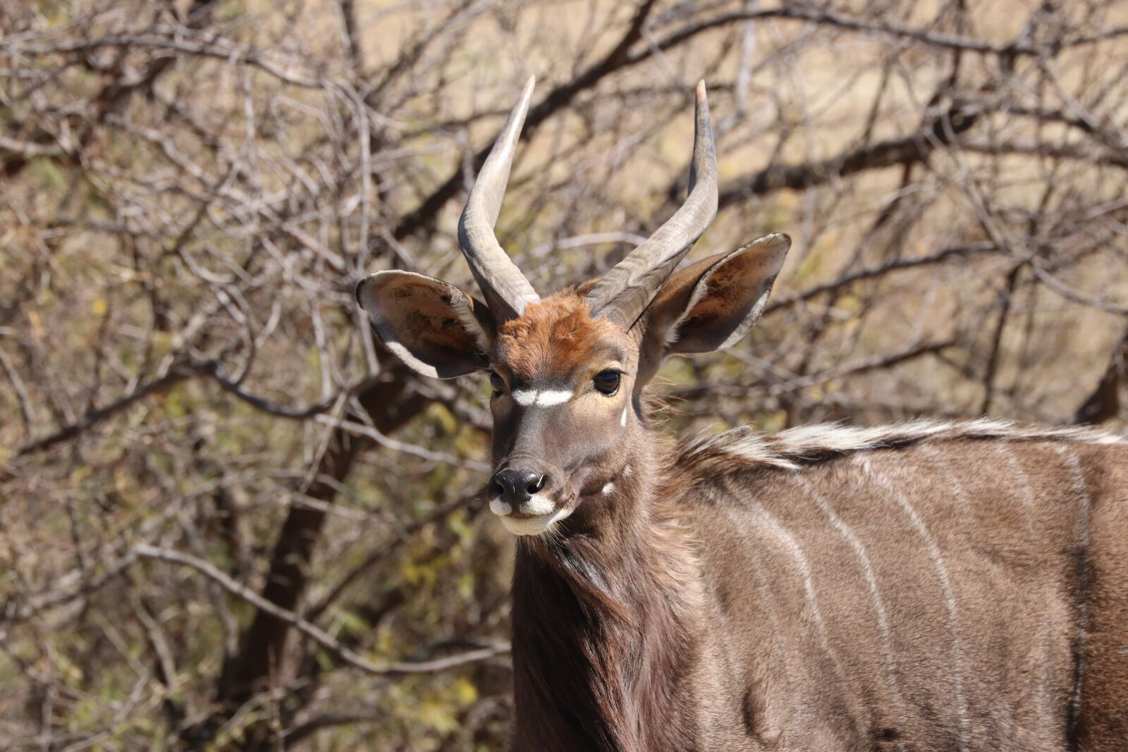 Canon EF 70-300mm F4-5.6L IS USM sample photo. Nyala, males, portrait photography