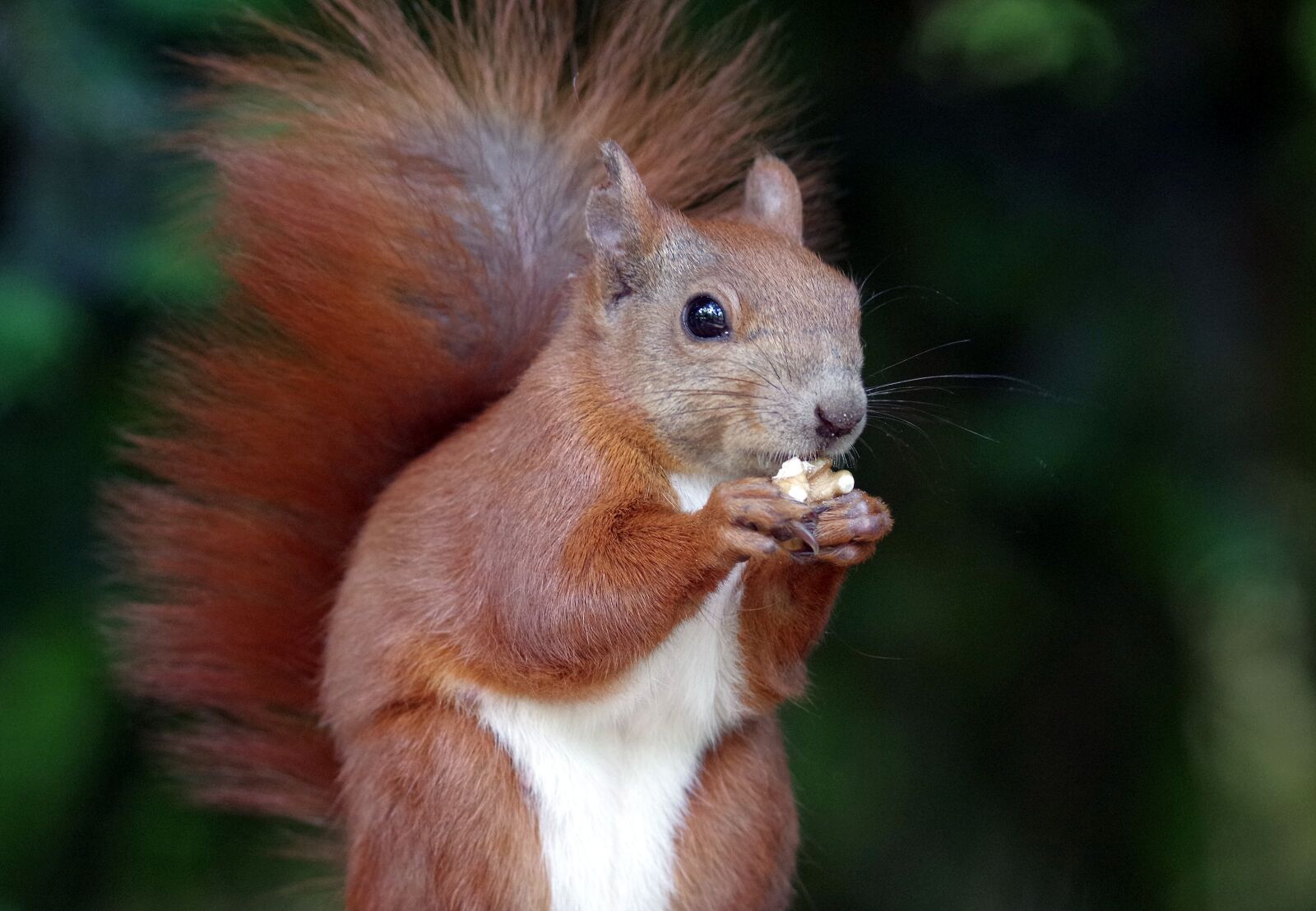 Pentax K-30 sample photo. Squirrel, rodent, fur photography