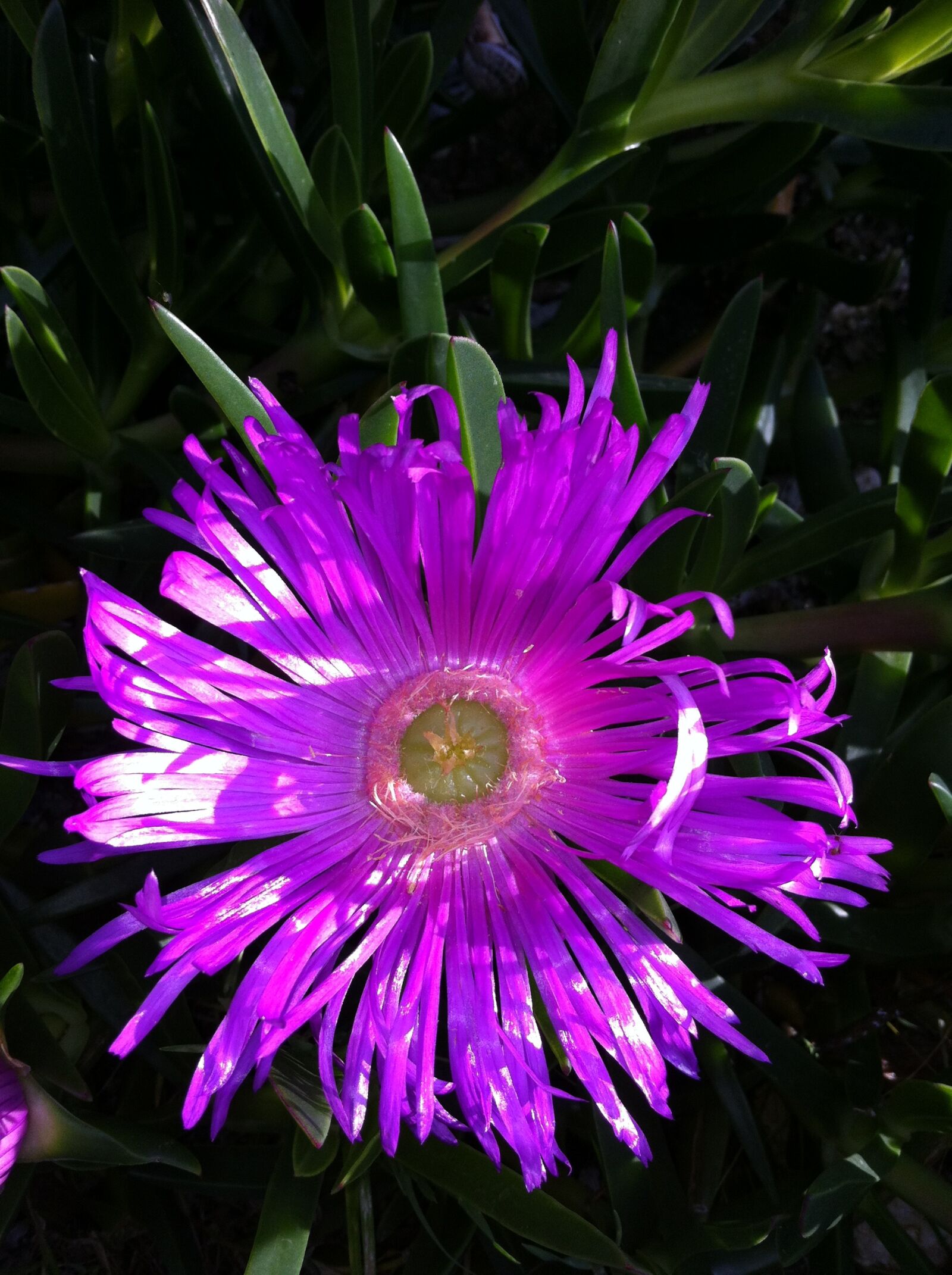 Apple iPhone 4 sample photo. Flower, nature, river photography