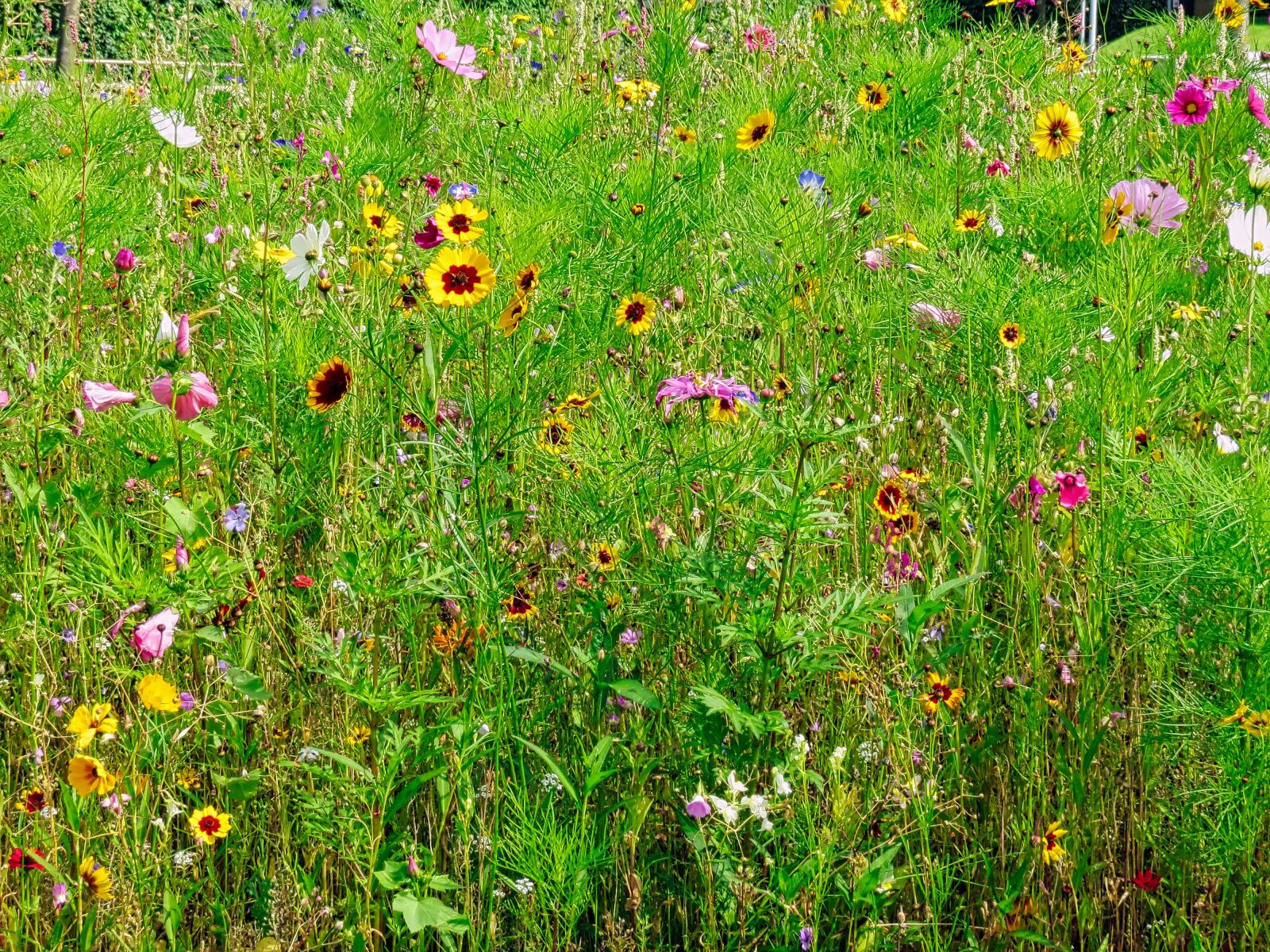 Canon PowerShot SX40 HS sample photo. Lawn colored, faye, daisies photography