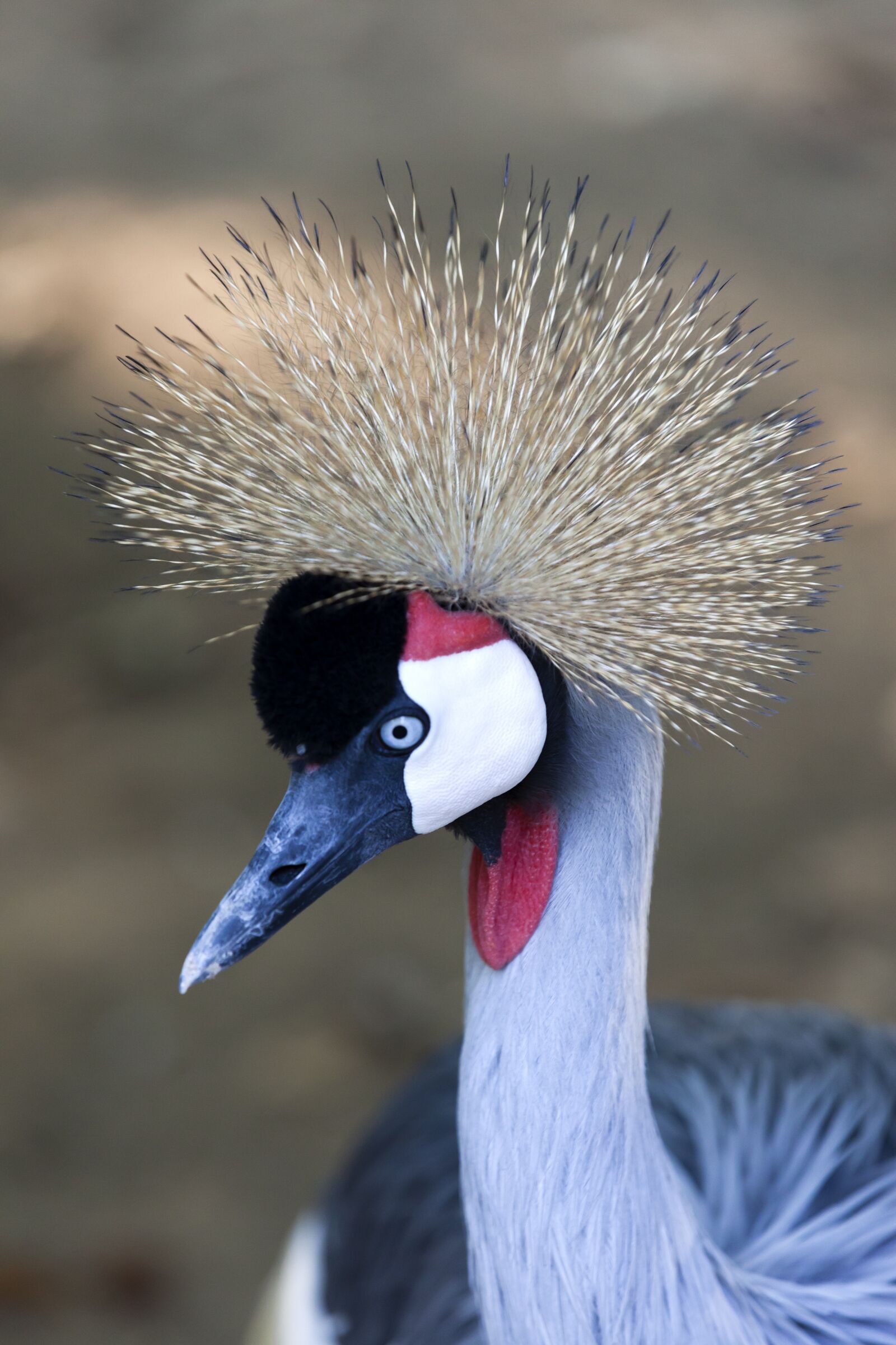 Canon EOS 5D Mark II sample photo. Bird, grey crowned crane photography