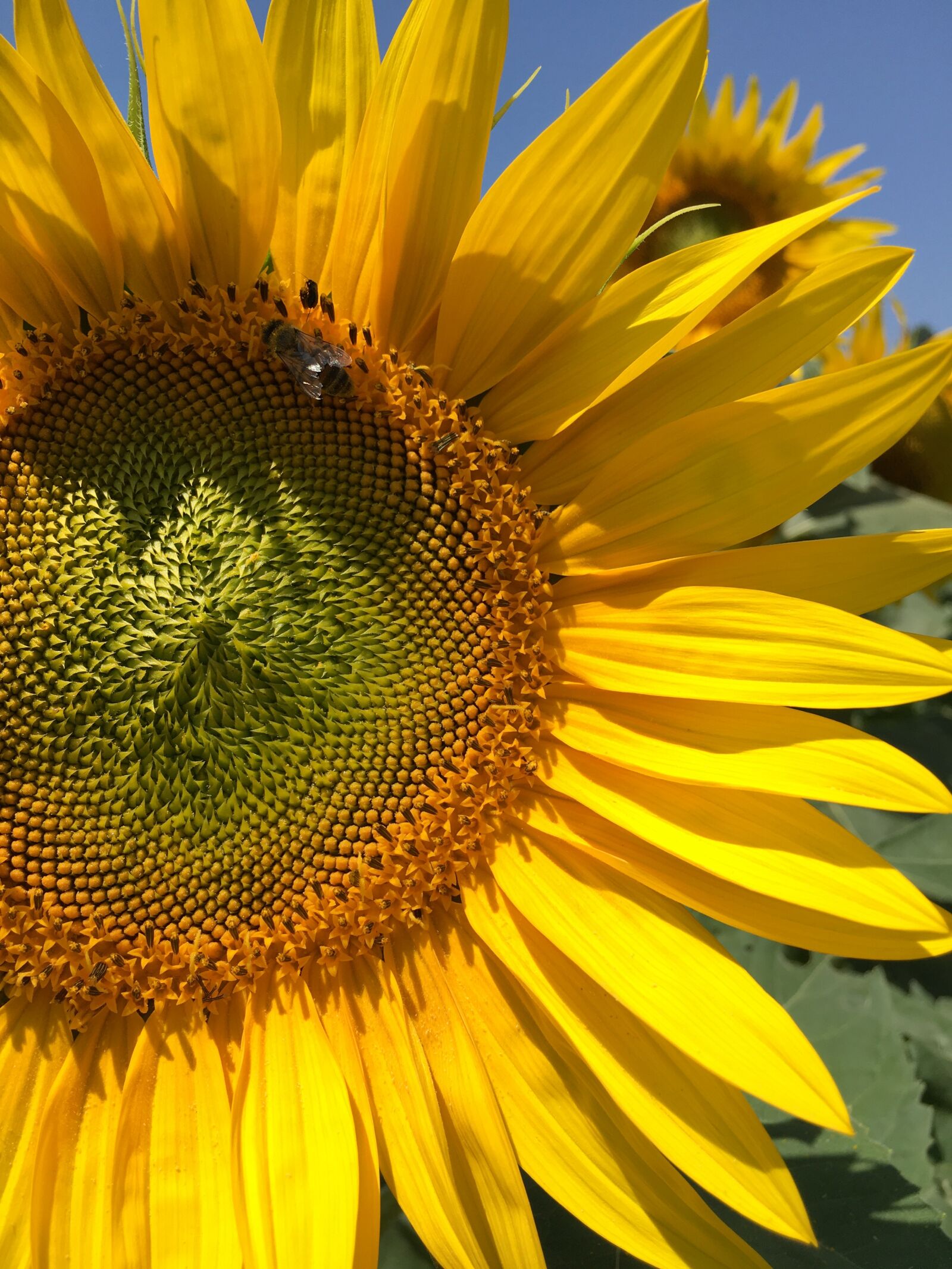 iPhone 6s back camera 4.15mm f/2.2 sample photo. Sunflower, sunflower picture, sunflower photography