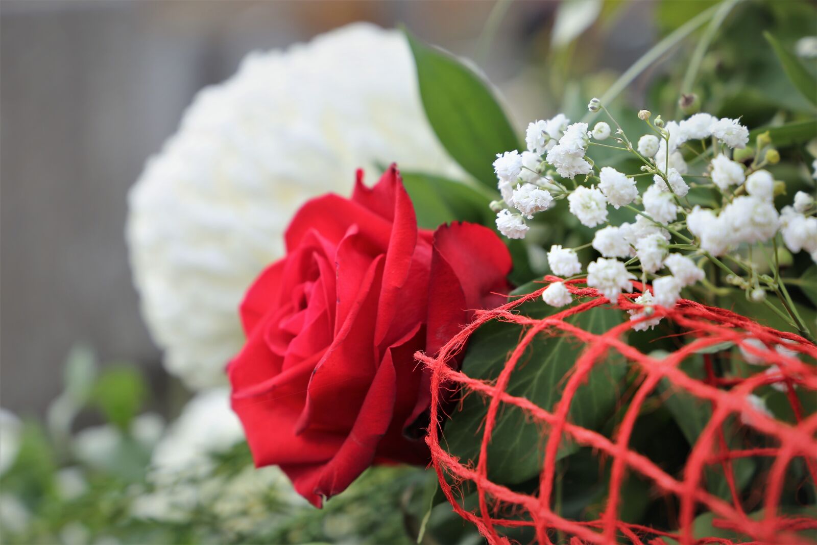 Canon EF 24-105mm F3.5-5.6 IS STM sample photo. Red rose, white chrysanthemum photography