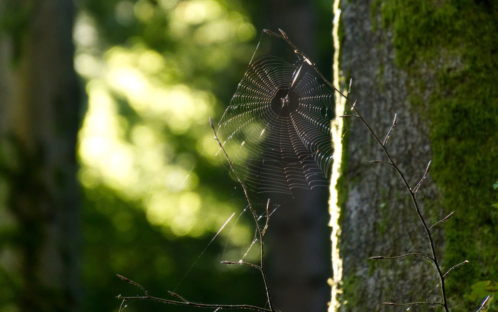 Panasonic Lumix DMC-GX8 sample photo. Cobweb, cobwebs, spider webs photography