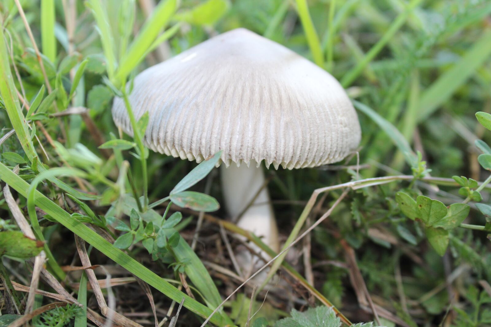 Canon EOS 1300D (EOS Rebel T6 / EOS Kiss X80) sample photo. Fungus, forest, nature photography
