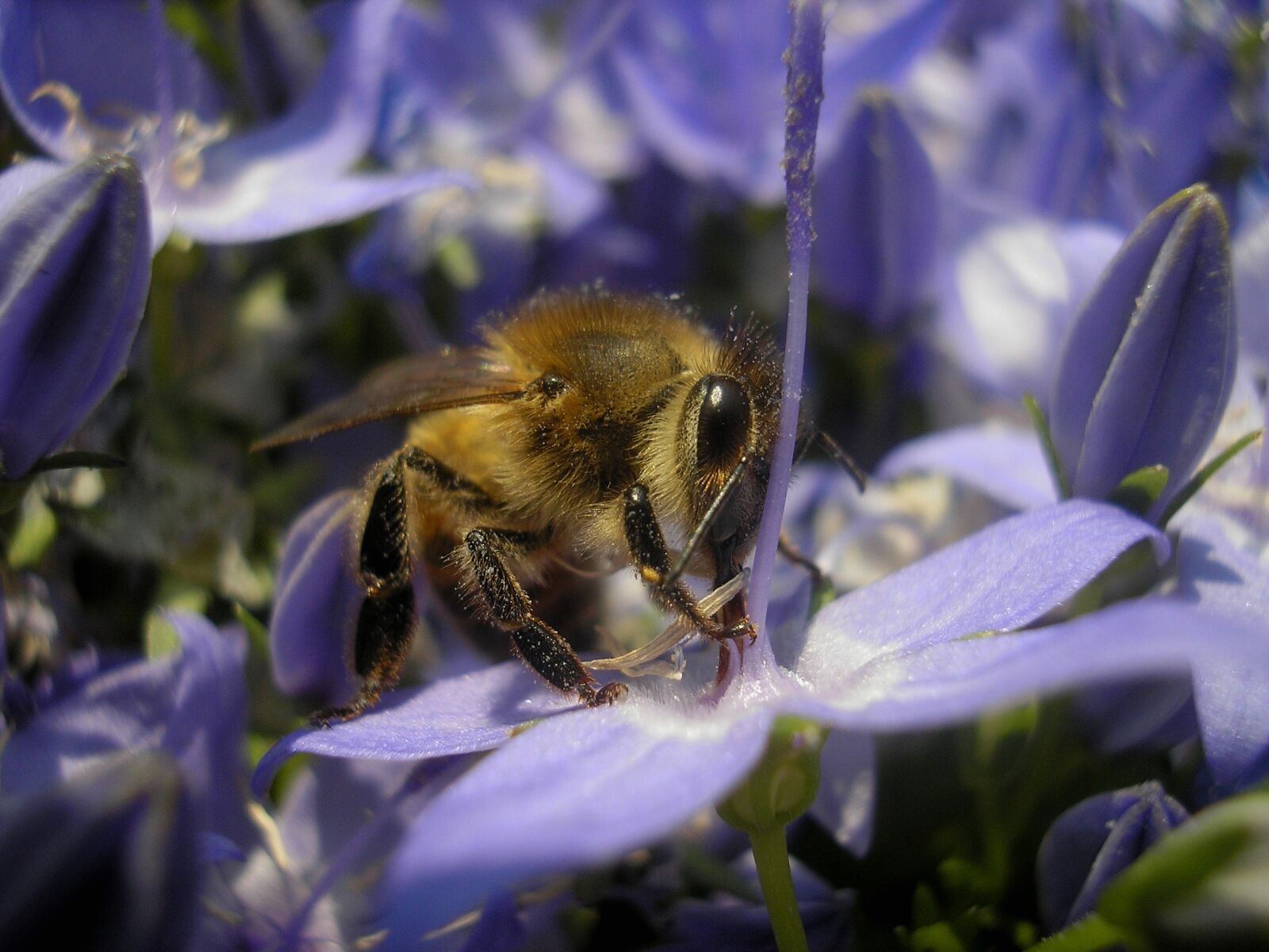 Olympus D595Z,C500Z sample photo. Bee, garden, macro photography
