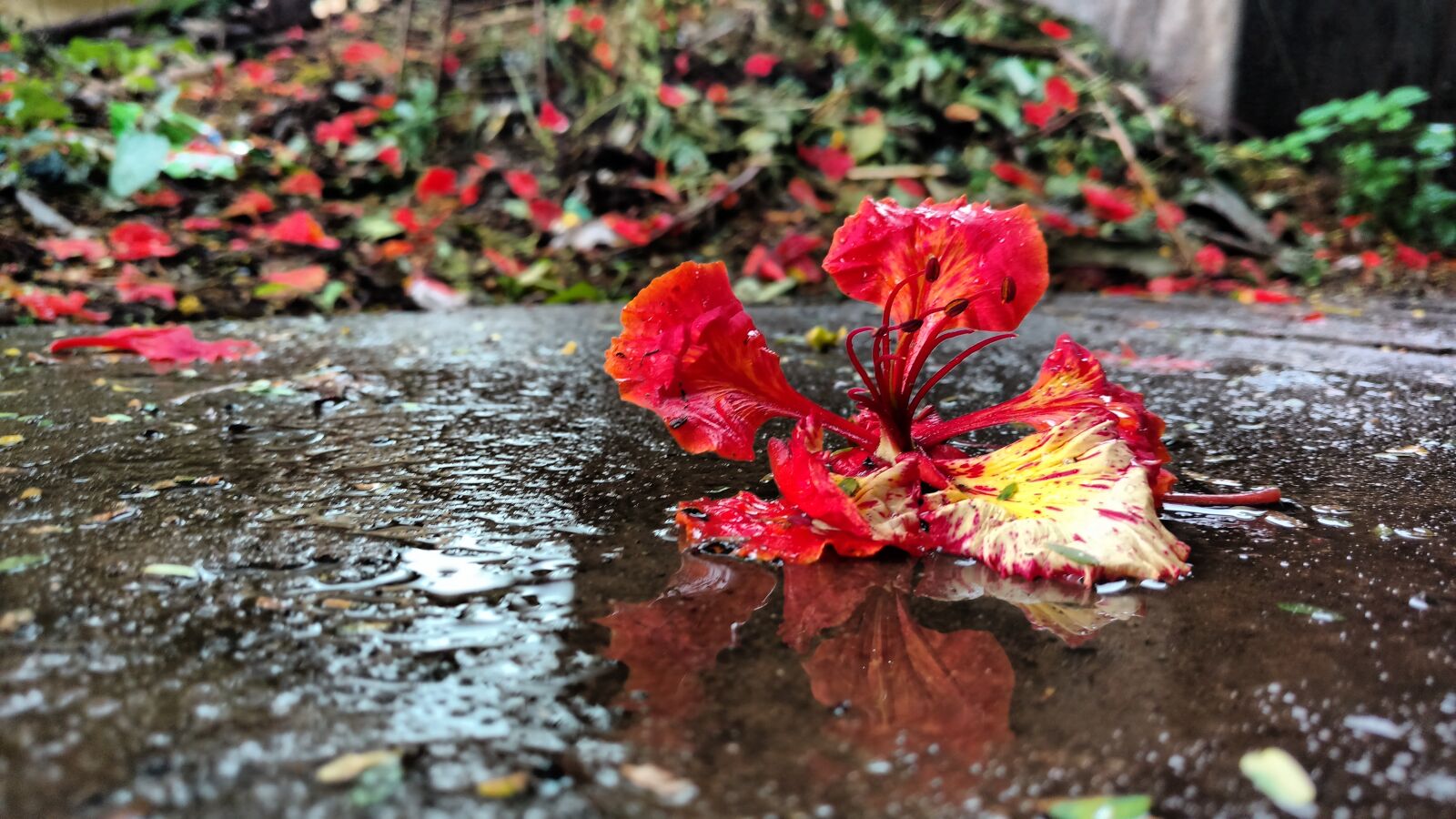 Motorola Moto X Play sample photo. Water, rain, flower photography