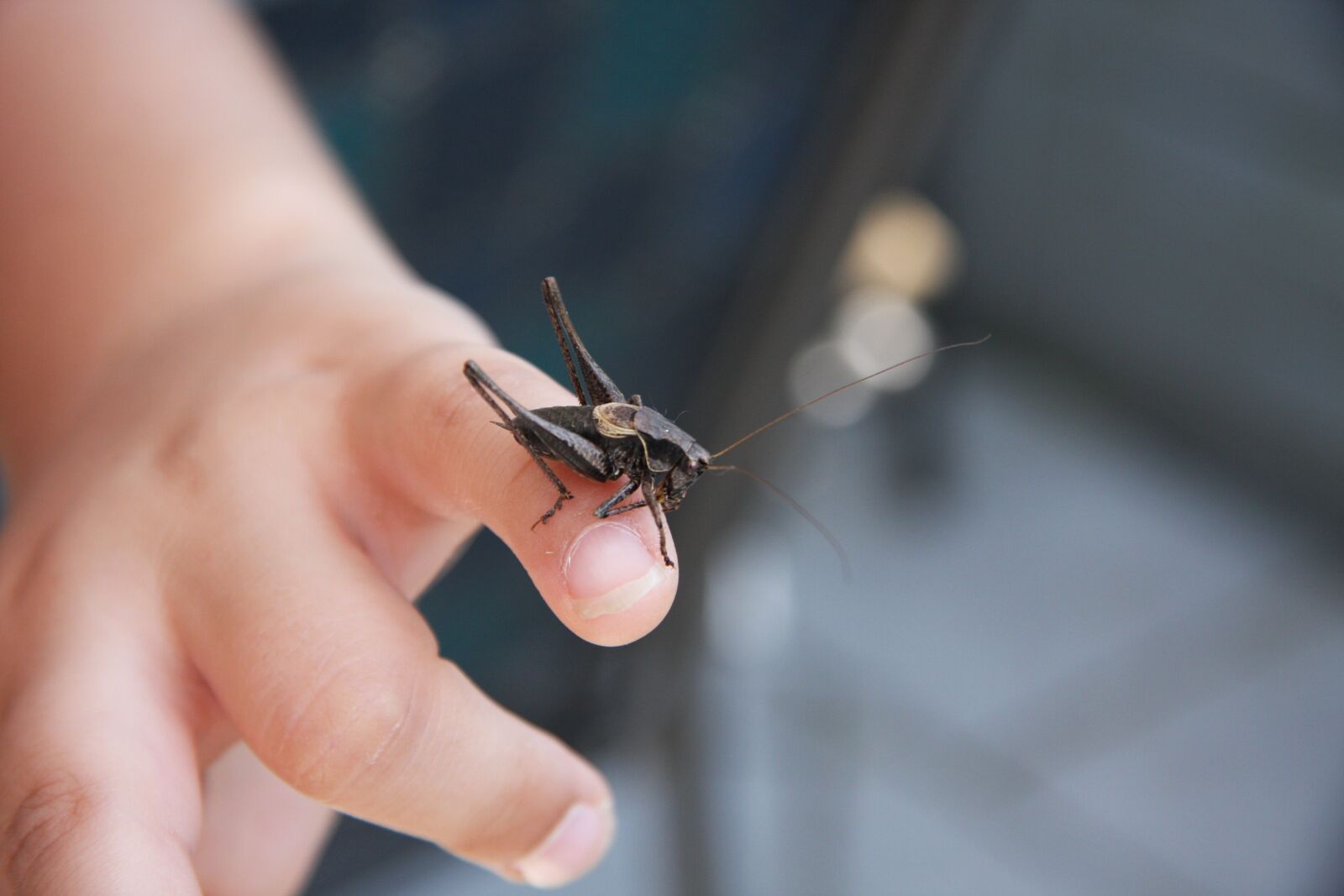 Canon EOS 40D sample photo. Grasshopper, insect, hand photography