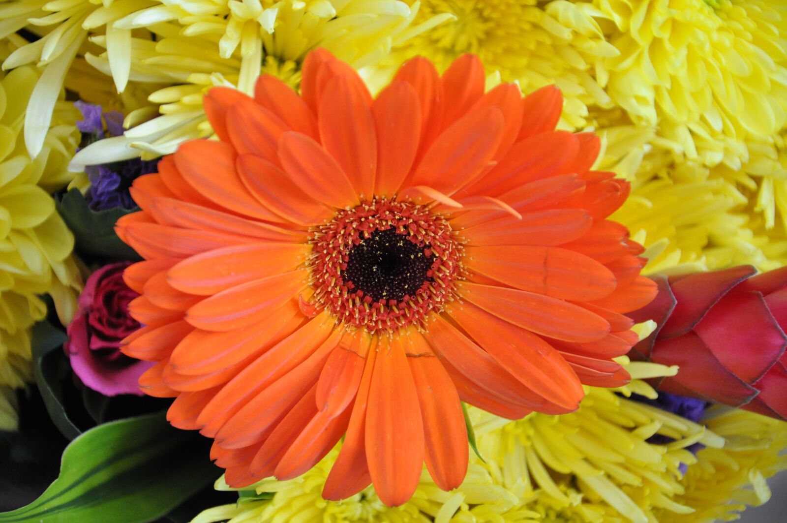 Nikon D90 sample photo. Orange, flower, bright photography