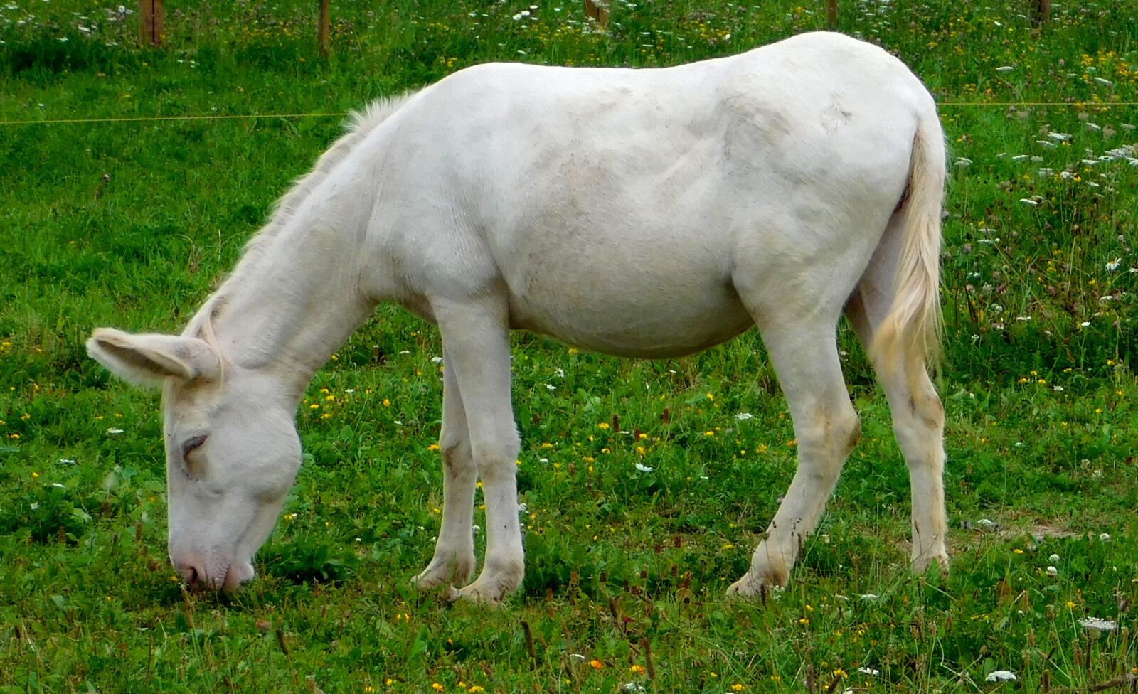 Nikon Coolpix L840 sample photo. White asses, donkey, donkey photography