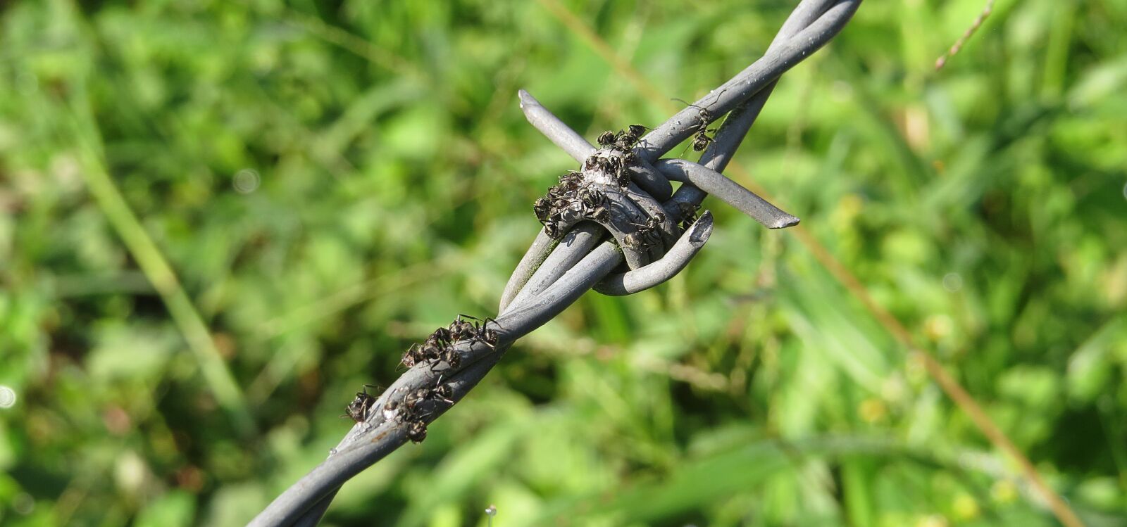 Canon PowerShot SX50 HS sample photo. Fence, barbed wire is photography
