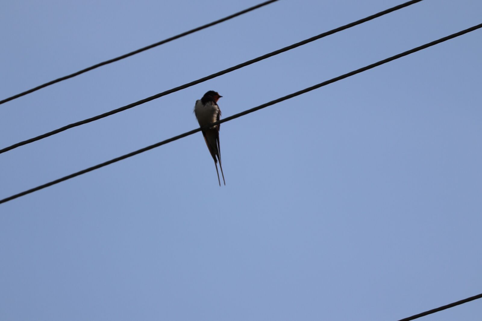 Canon EF 70-300 F4-5.6 IS II USM sample photo. Bird, sparrow, pigeon photography