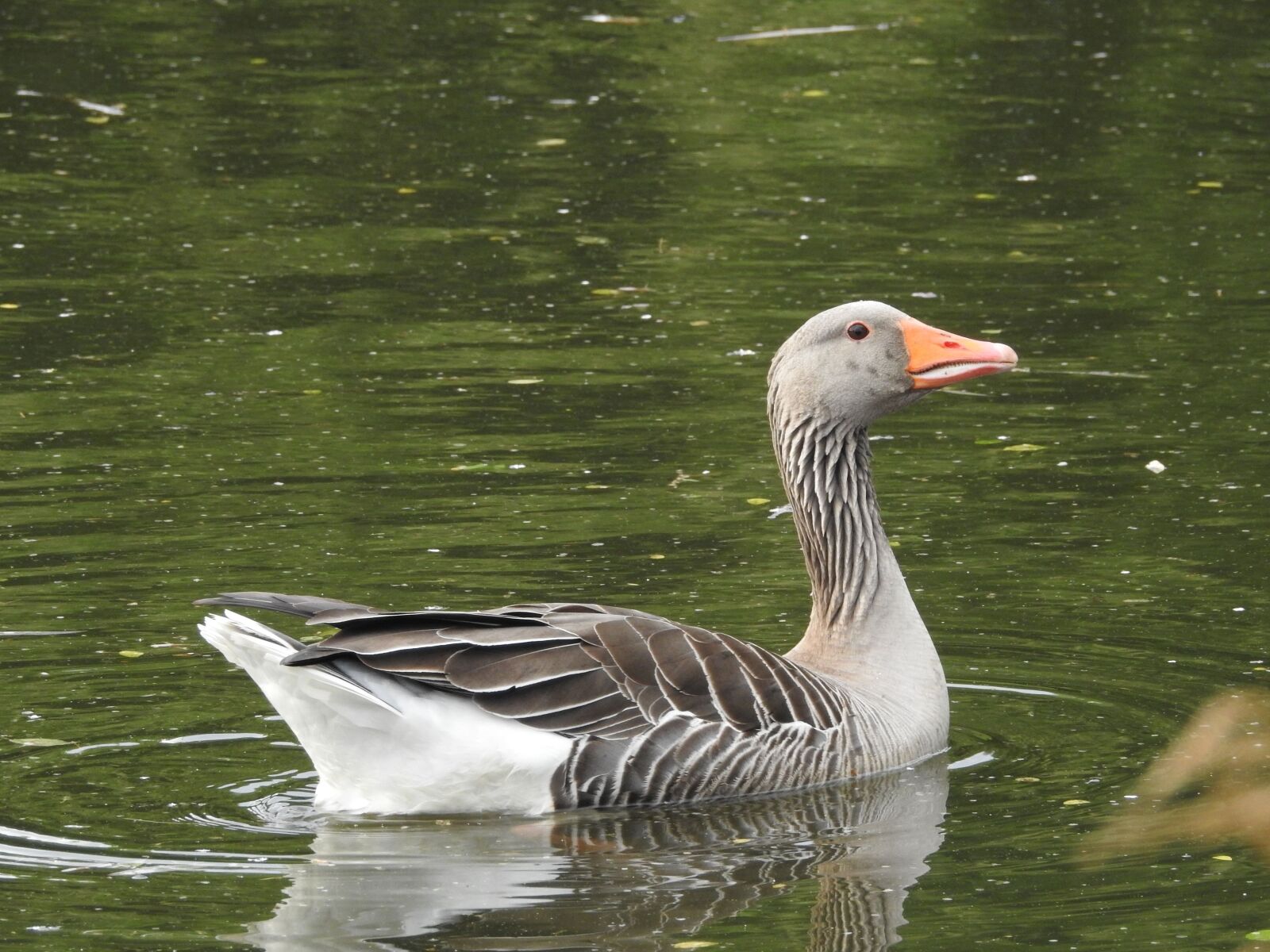 Nikon Coolpix P900 sample photo. Wild goose, goose, water photography