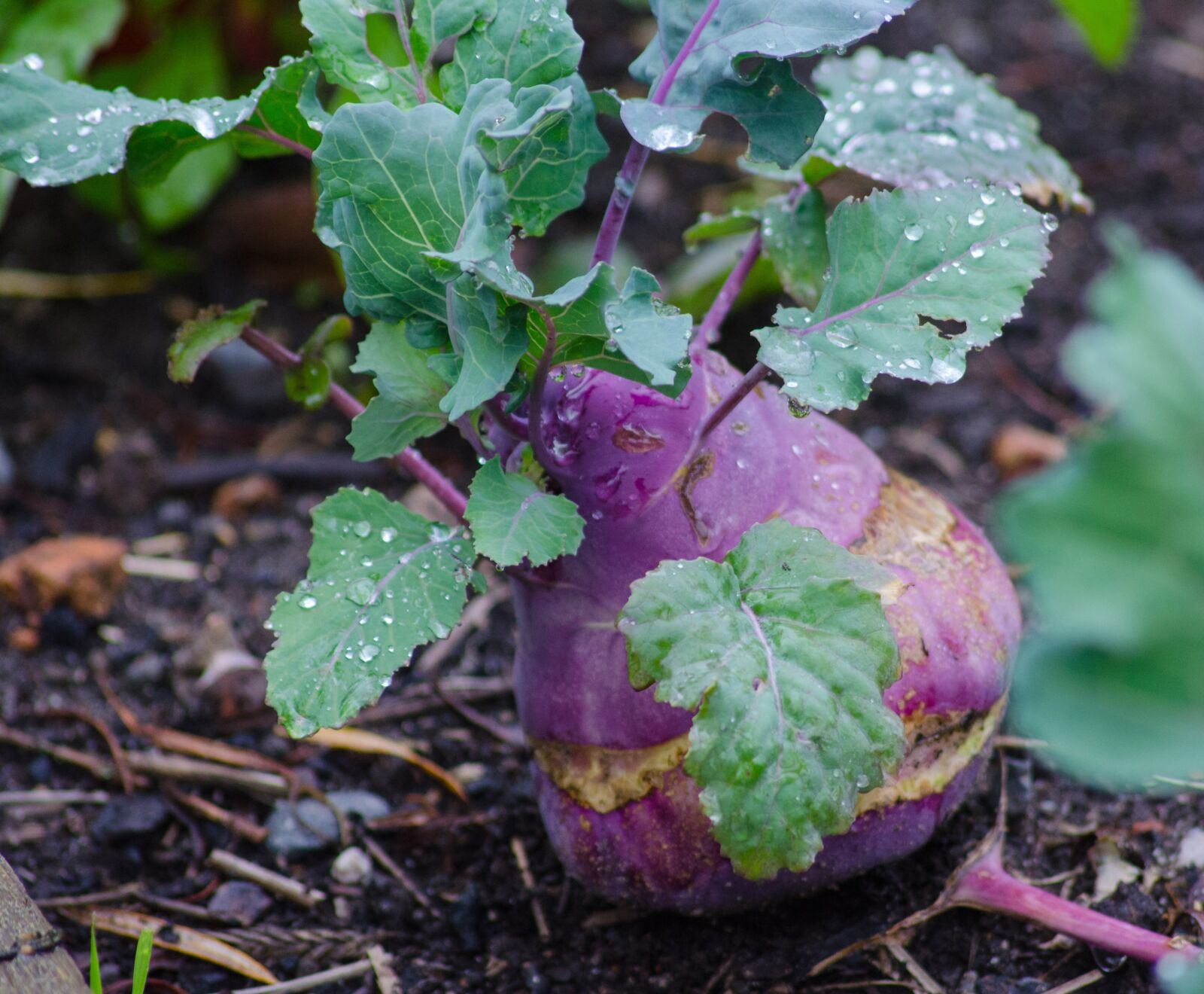 Nikon D5100 sample photo. Kohlrabi, radi, vegetables photography