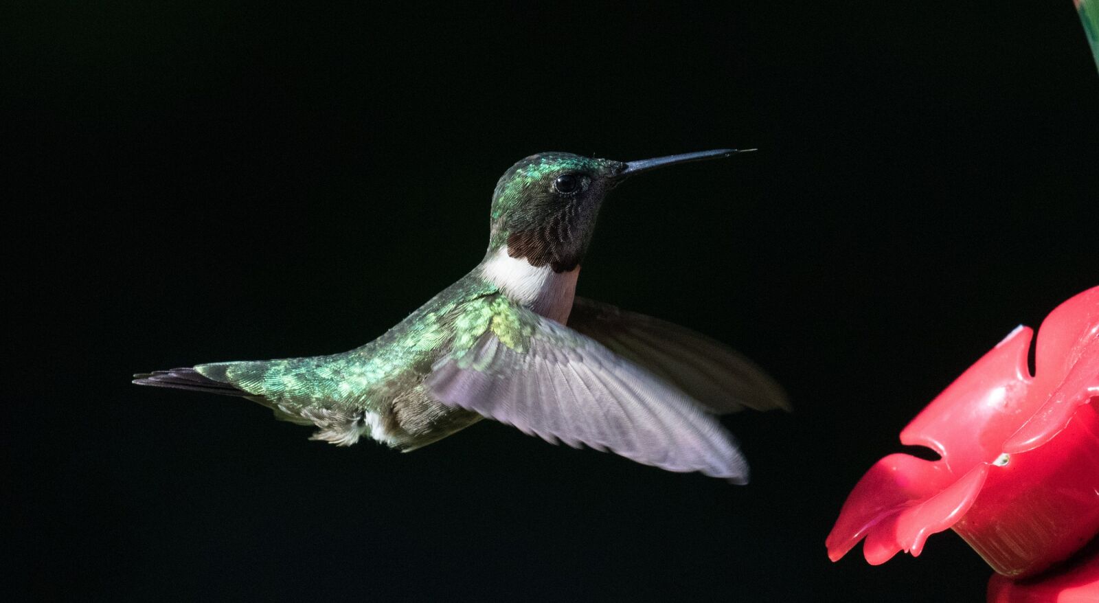 Canon EOS 760D (EOS Rebel T6s / EOS 8000D) sample photo. Hummingbird, ruby throated, flying photography