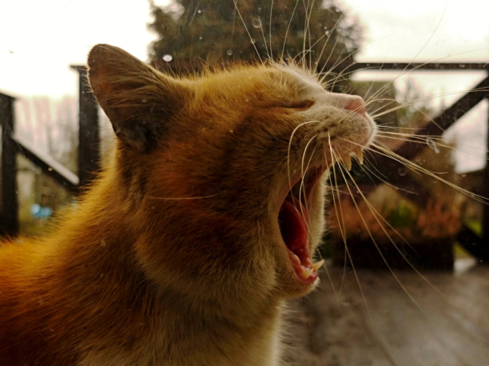 Fujifilm X30 sample photo. Animal, cat, cats, ginger photography