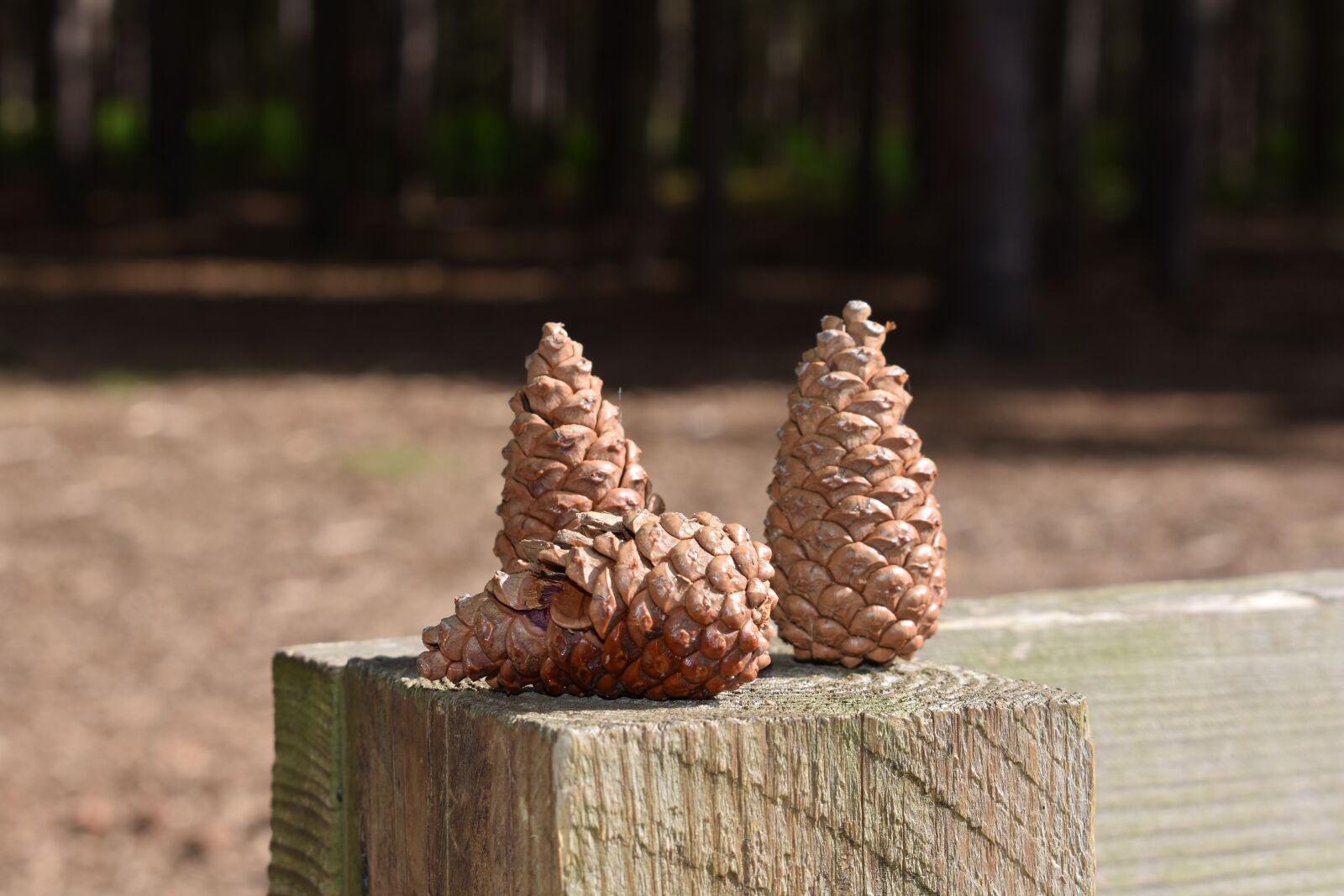 Nikon D3400 sample photo. Pine cones, three, woods photography