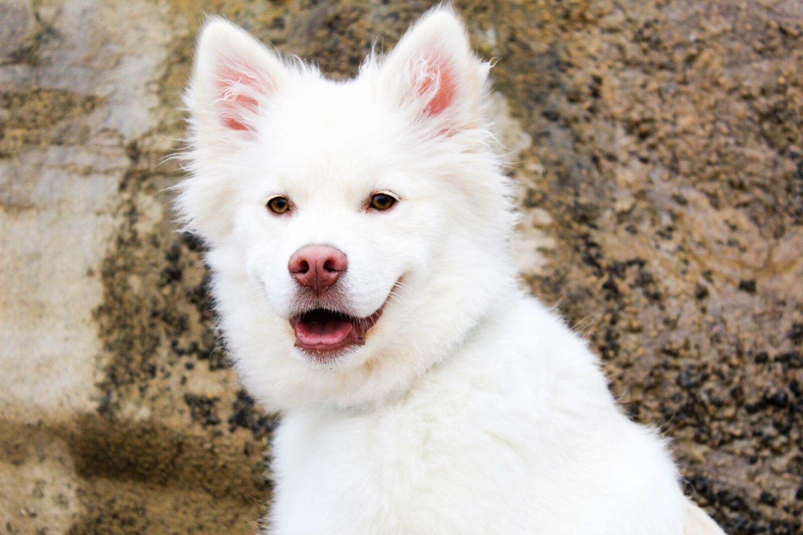 Canon EOS 1200D (EOS Rebel T5 / EOS Kiss X70 / EOS Hi) sample photo. Dog, puppy, beach photography