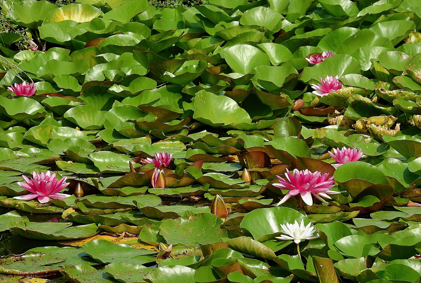 Nikon Coolpix P900 sample photo. Pond, flowers, lilies photography