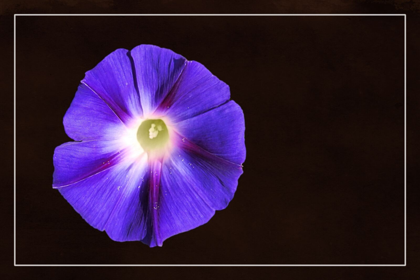 Nikon Coolpix P900 sample photo. Morning glory, winds, blossom photography