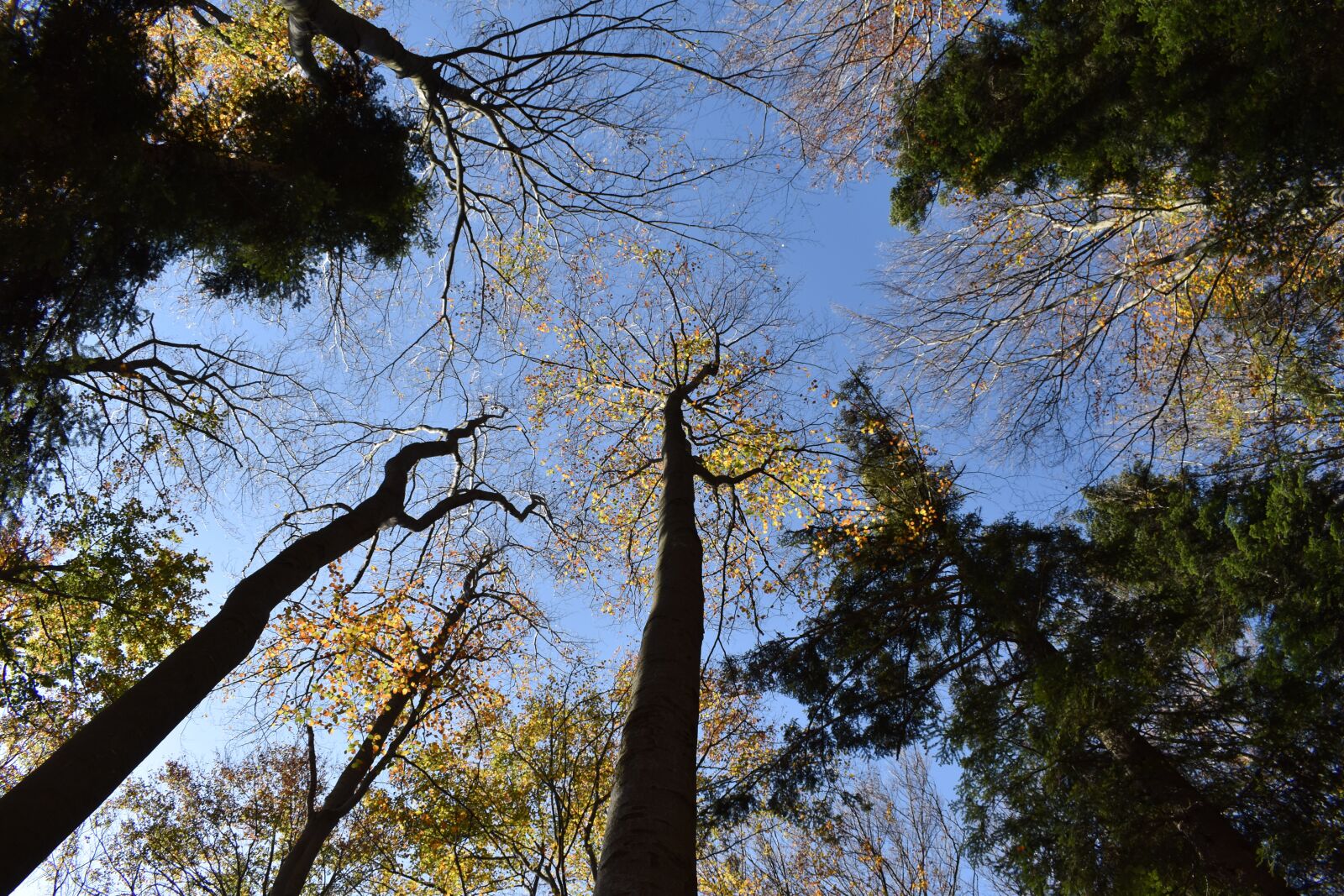 Nikon D3500 sample photo. Forest, autumn, trees photography