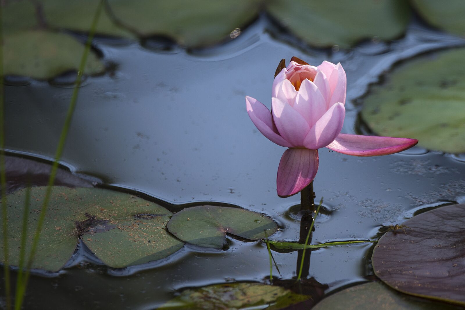 Nikon D810 sample photo. Flower, pink, lotus photography