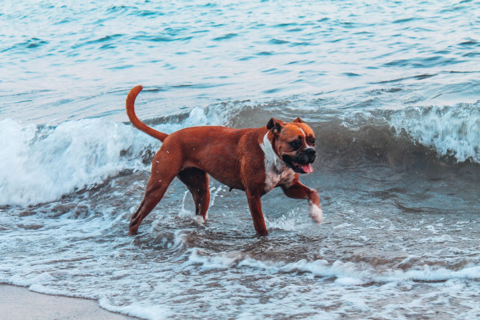 Canon EOS 1100D (EOS Rebel T3 / EOS Kiss X50) sample photo. Boxer, dog, animal photography