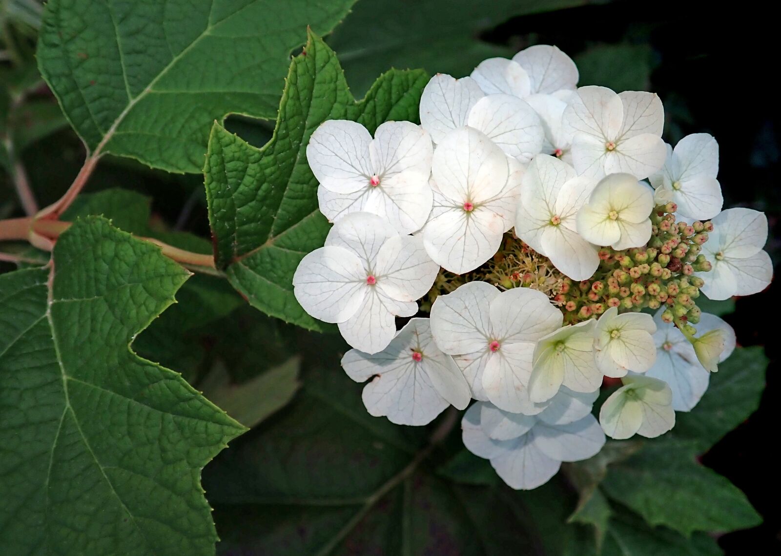 Olympus TG-5 sample photo. Hydrangea, white, flower photography