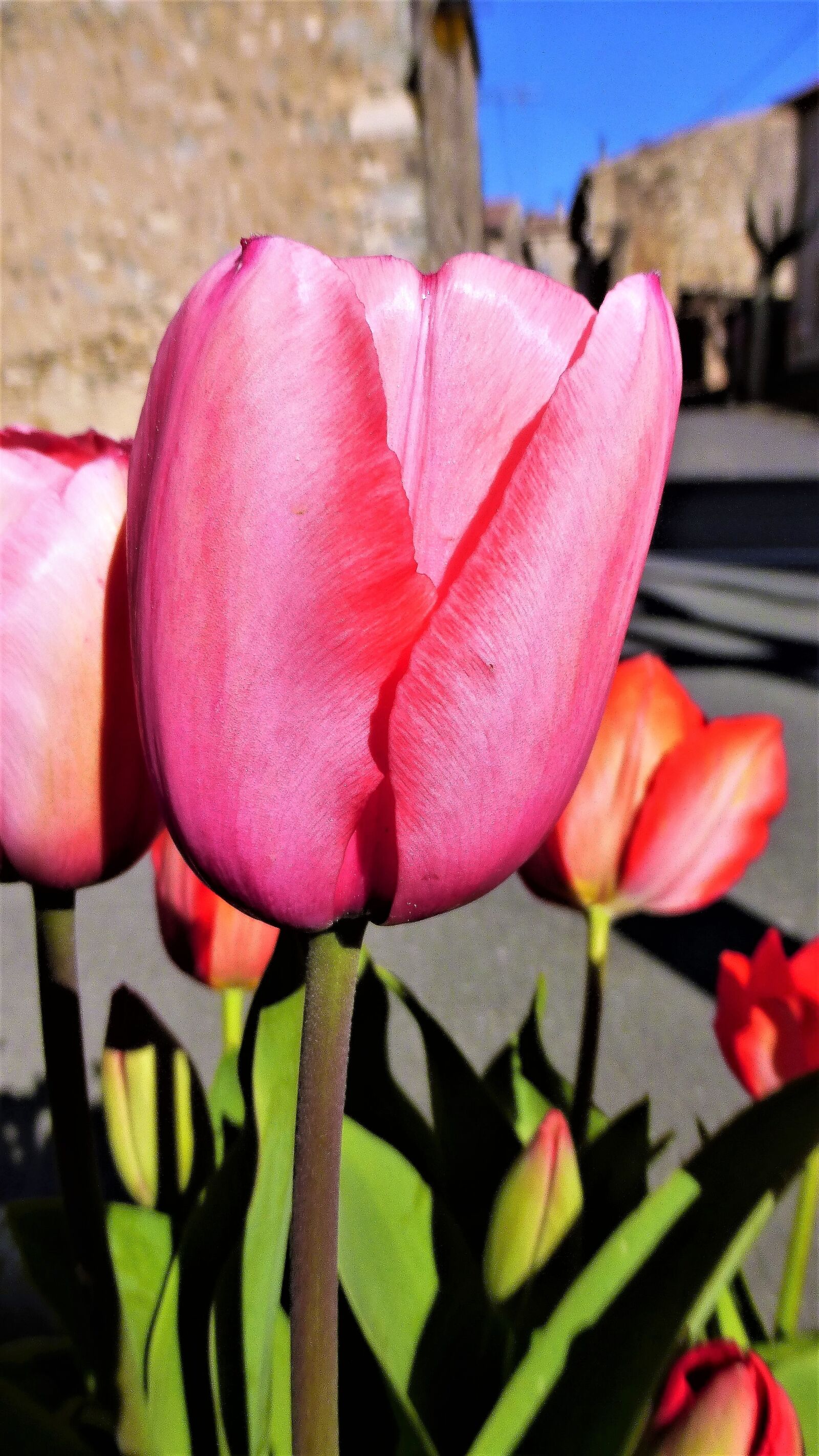 Panasonic Lumix DMC-ZS25 (Lumix DMC-TZ35) sample photo. Tulip, flower, nature photography