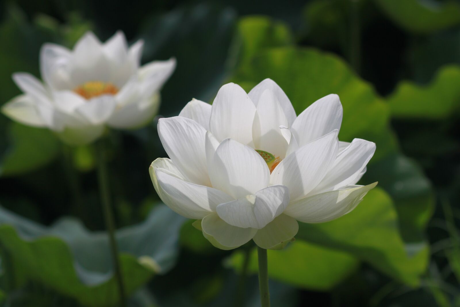 Canon EOS 500D (EOS Rebel T1i / EOS Kiss X3) sample photo. Kite, lotus, nature photography