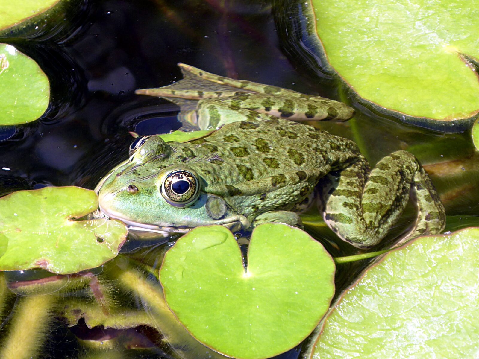 Panasonic Lumix DMC-ZS50 (Lumix DMC-TZ70) sample photo. Frog, green, gerardo photography