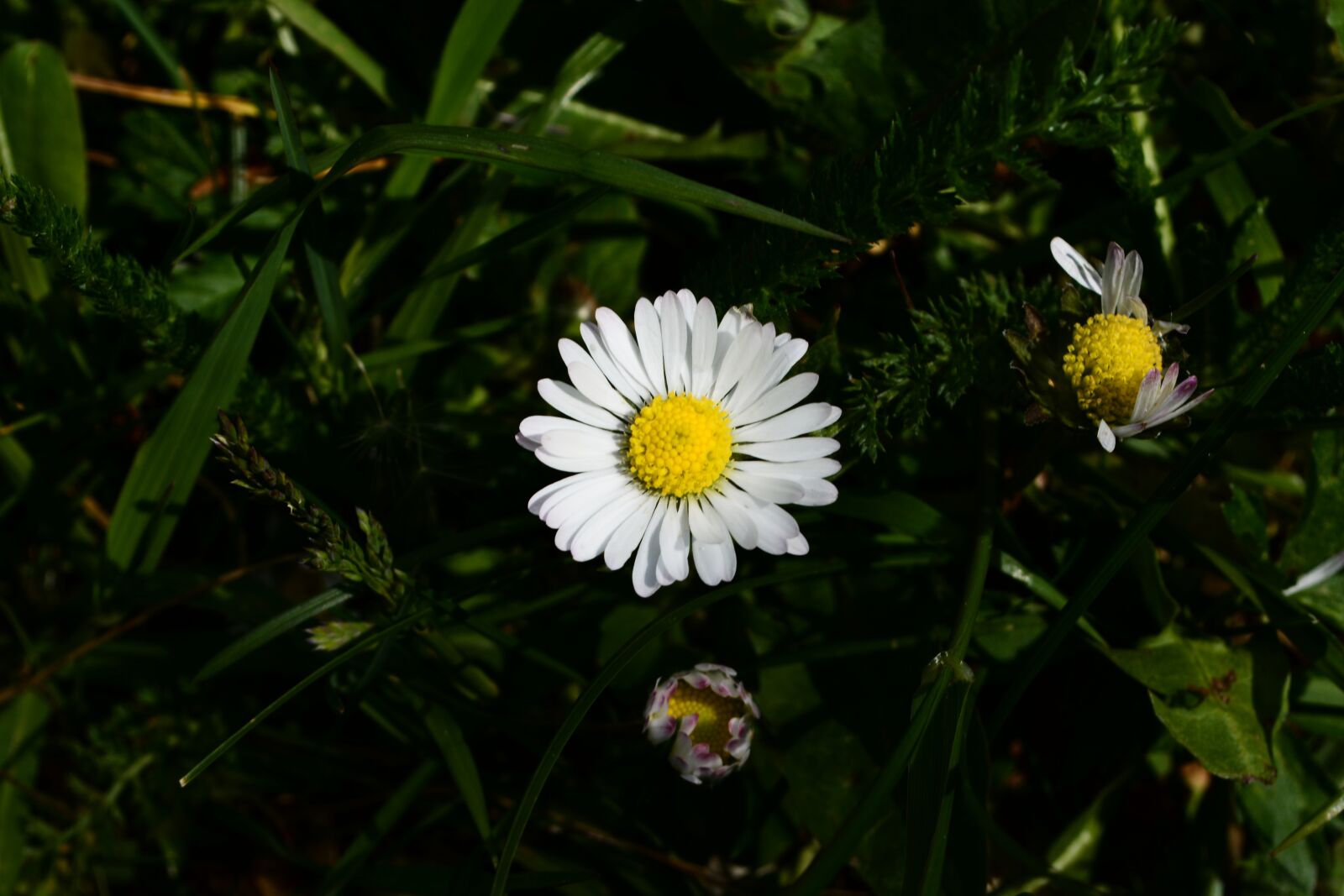 Nikon D5200 sample photo. Daisy, meadow, nature photography