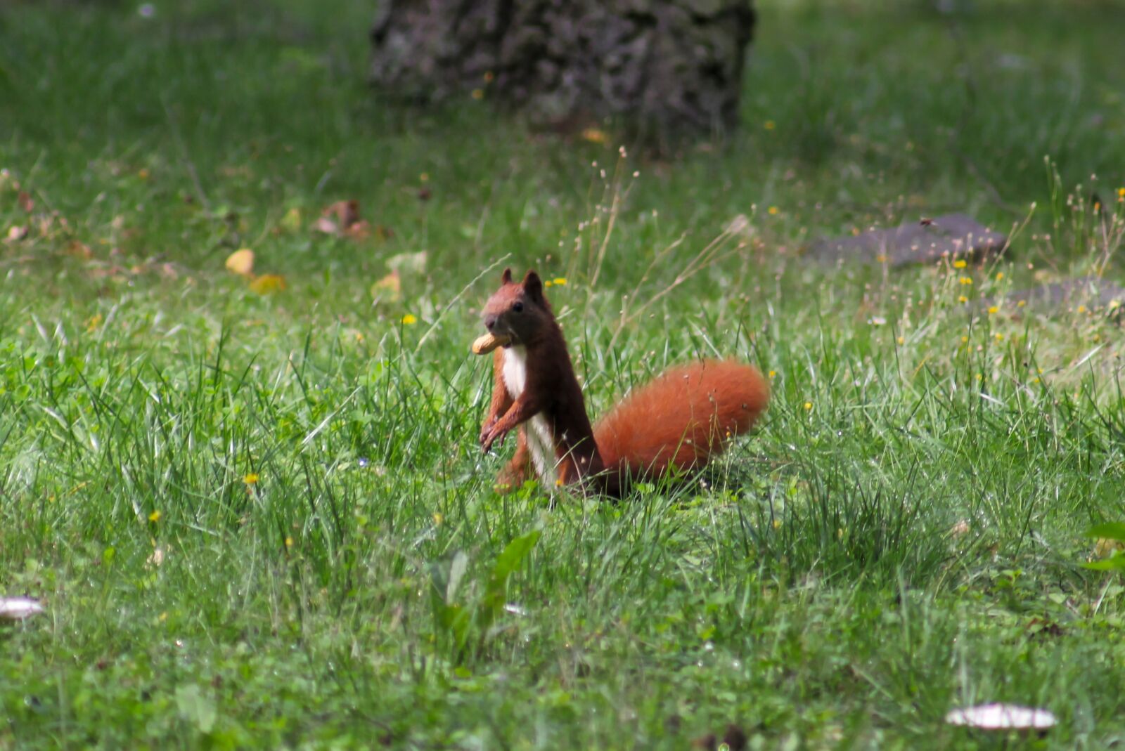 Canon EOS 550D (EOS Rebel T2i / EOS Kiss X4) sample photo. Squirrel, eurasian squirrel, rodent photography