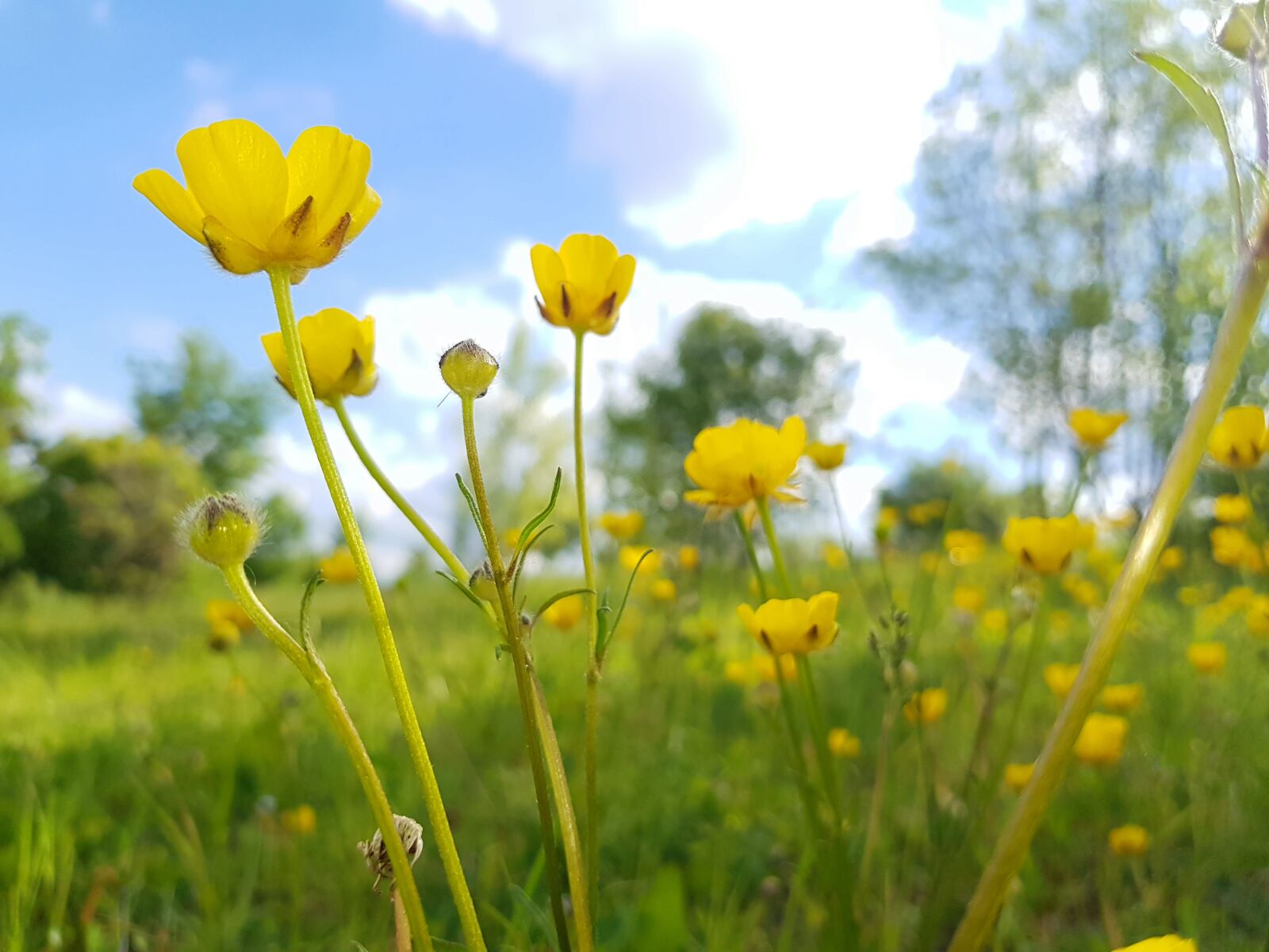 Samsung Galaxy S8 sample photo. Viola, meadow, yellow photography